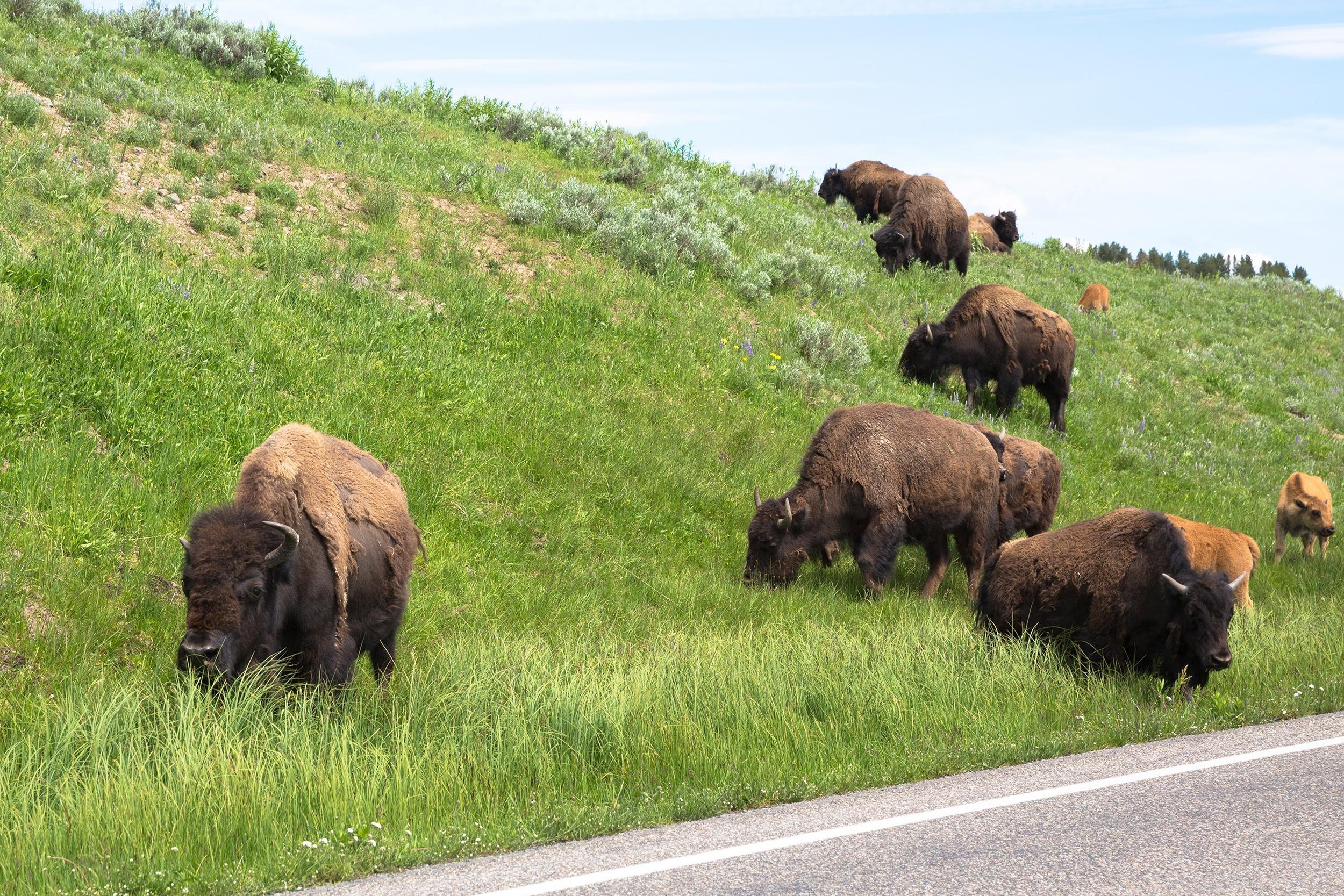 WYOMING WILDLIFE