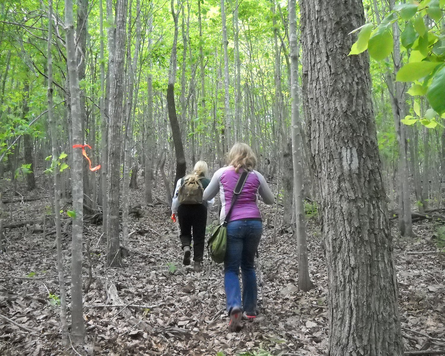 Uwharrie National Forest