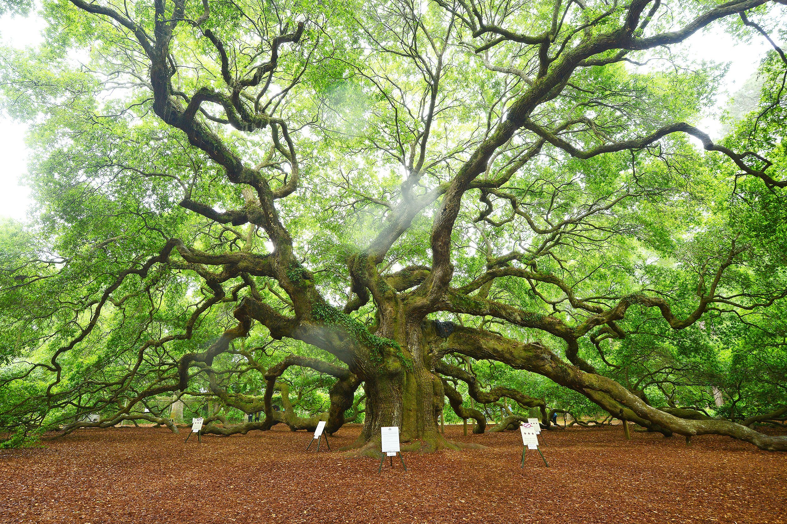 Angel Oak Tree