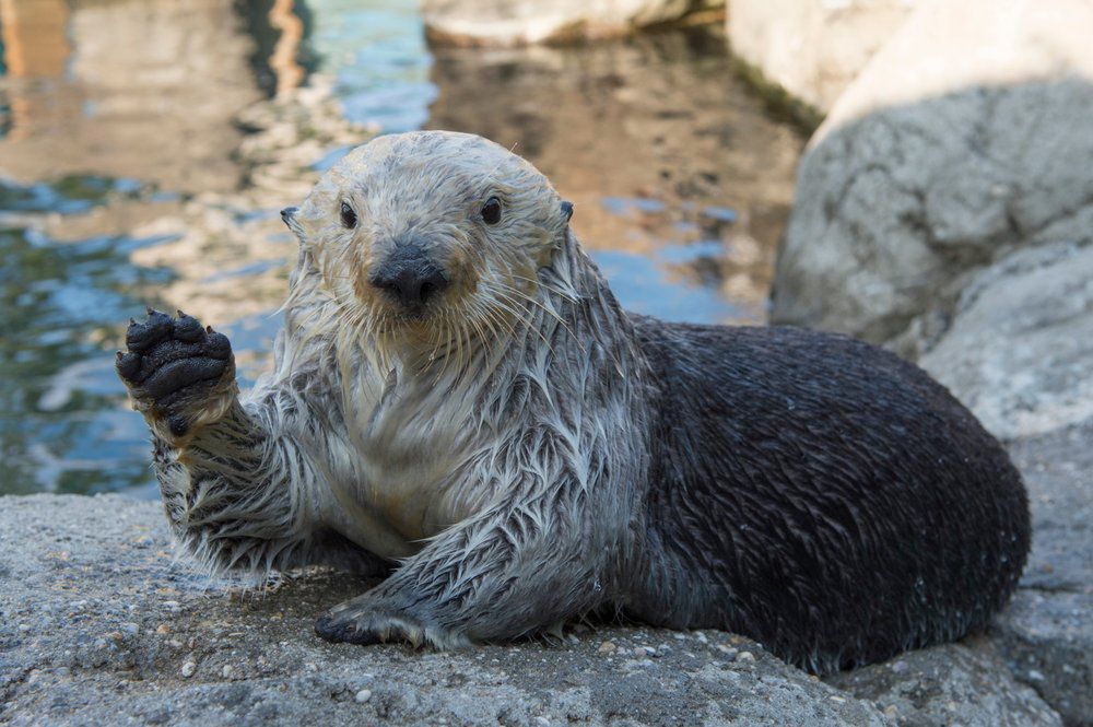 New York Aquarium, Brooklyn