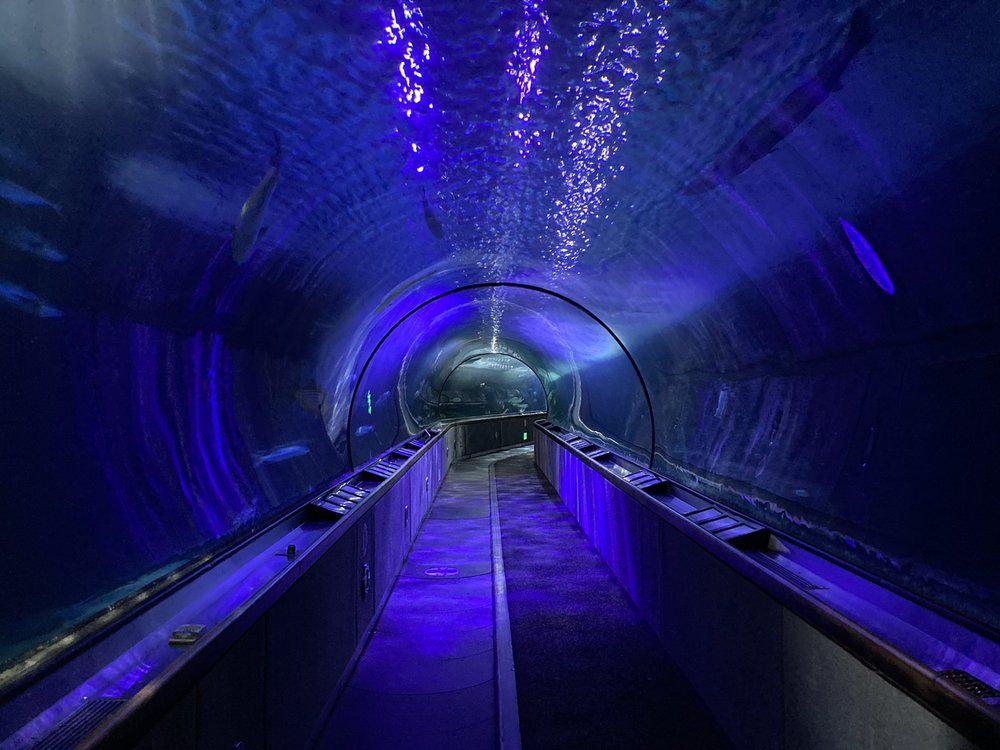 Aquarium of the Bay, San Francisco