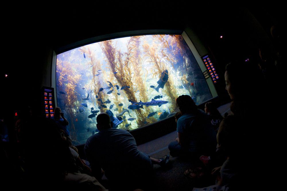 Birch Aquarium, San Diego