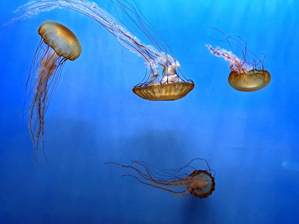 Audubon Aquarium of the Americas, New Orleans