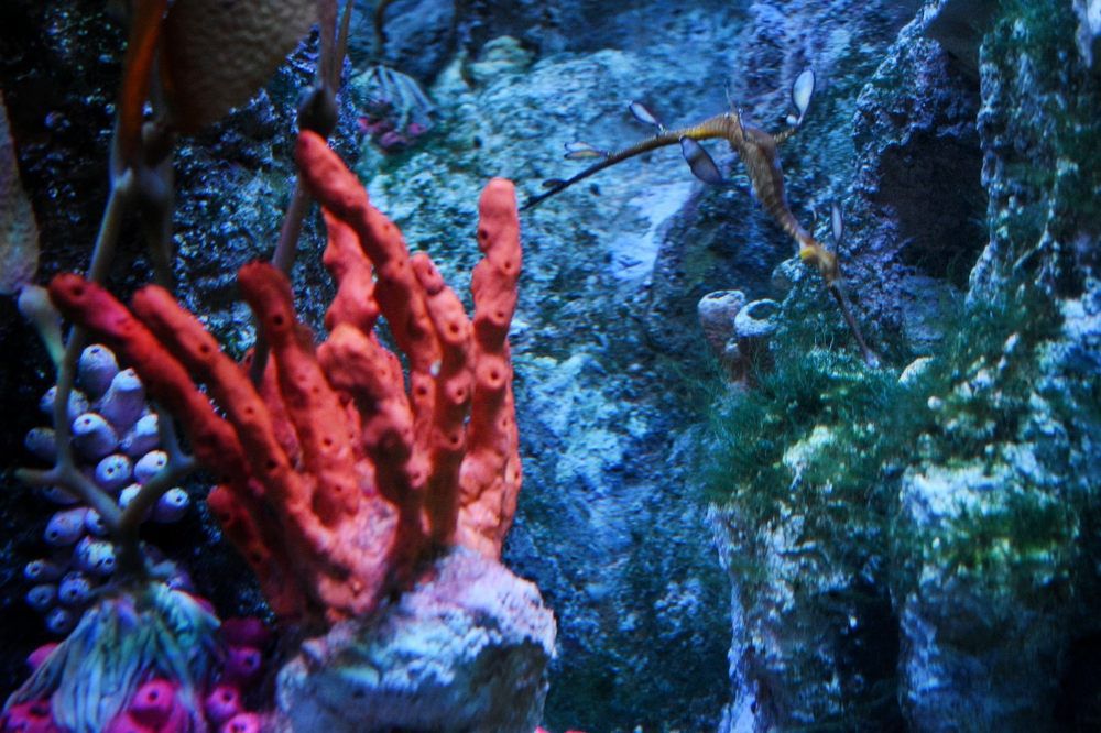 New England Aquarium, Boston