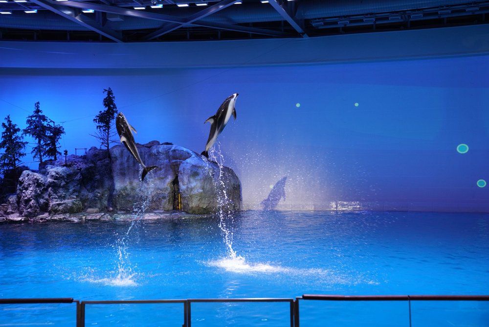 Shedd Aquarium, Chicago
