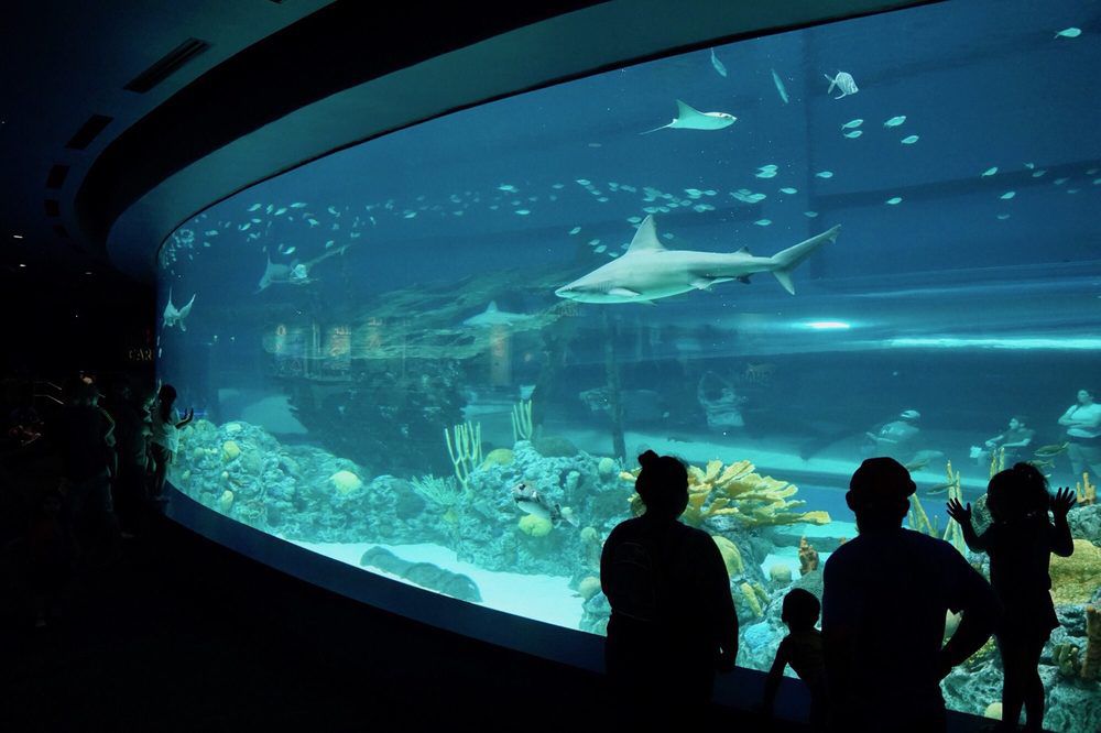 Texas State Aquarium, Corpus Christi