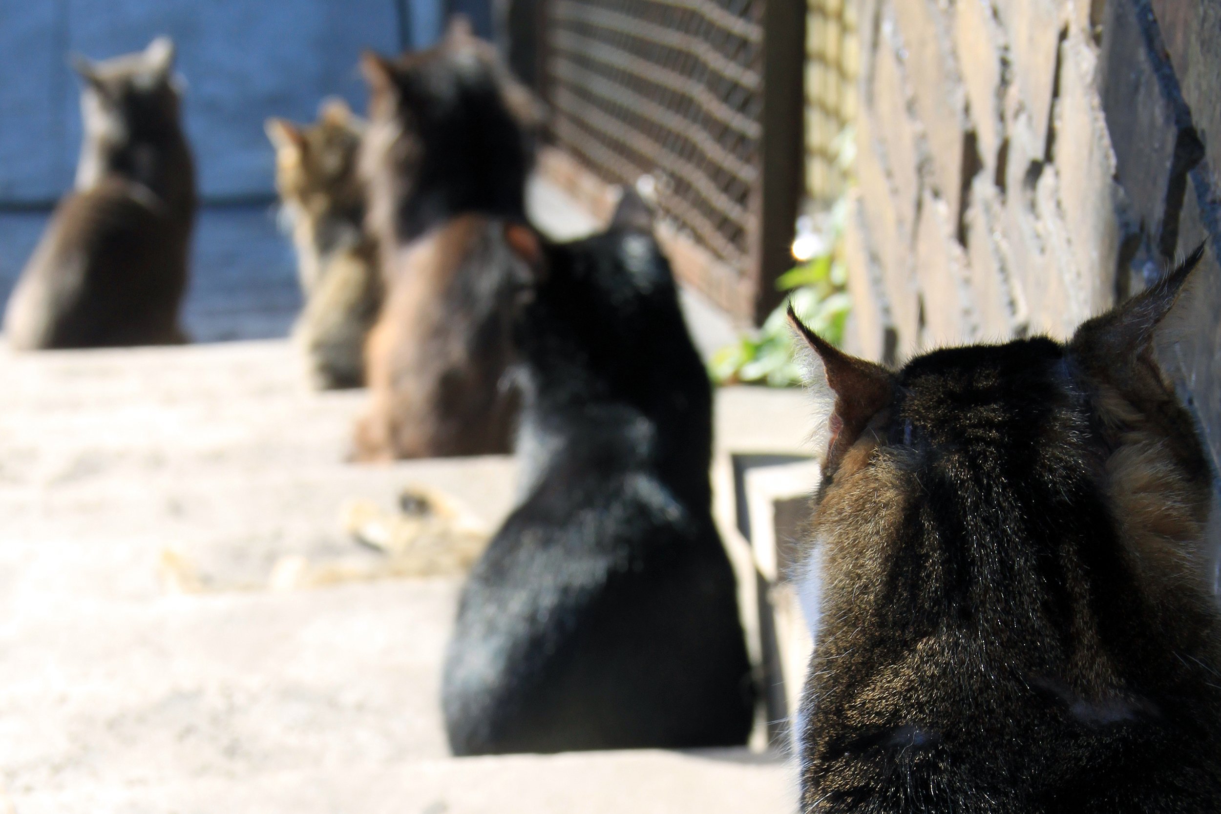 feline friends of Largo di Torre Argentina ruins in Rome, Italy
