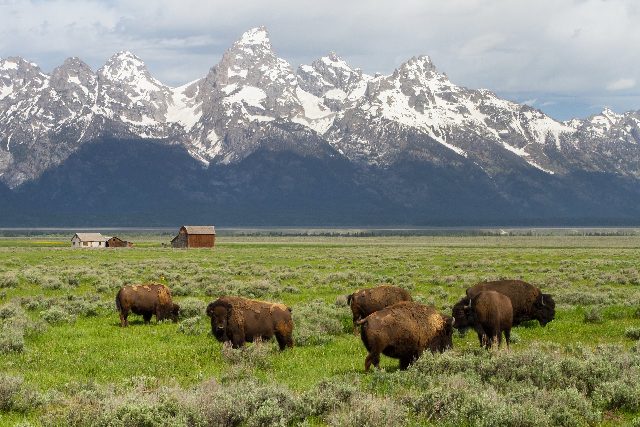 buffalo in Wyoming
