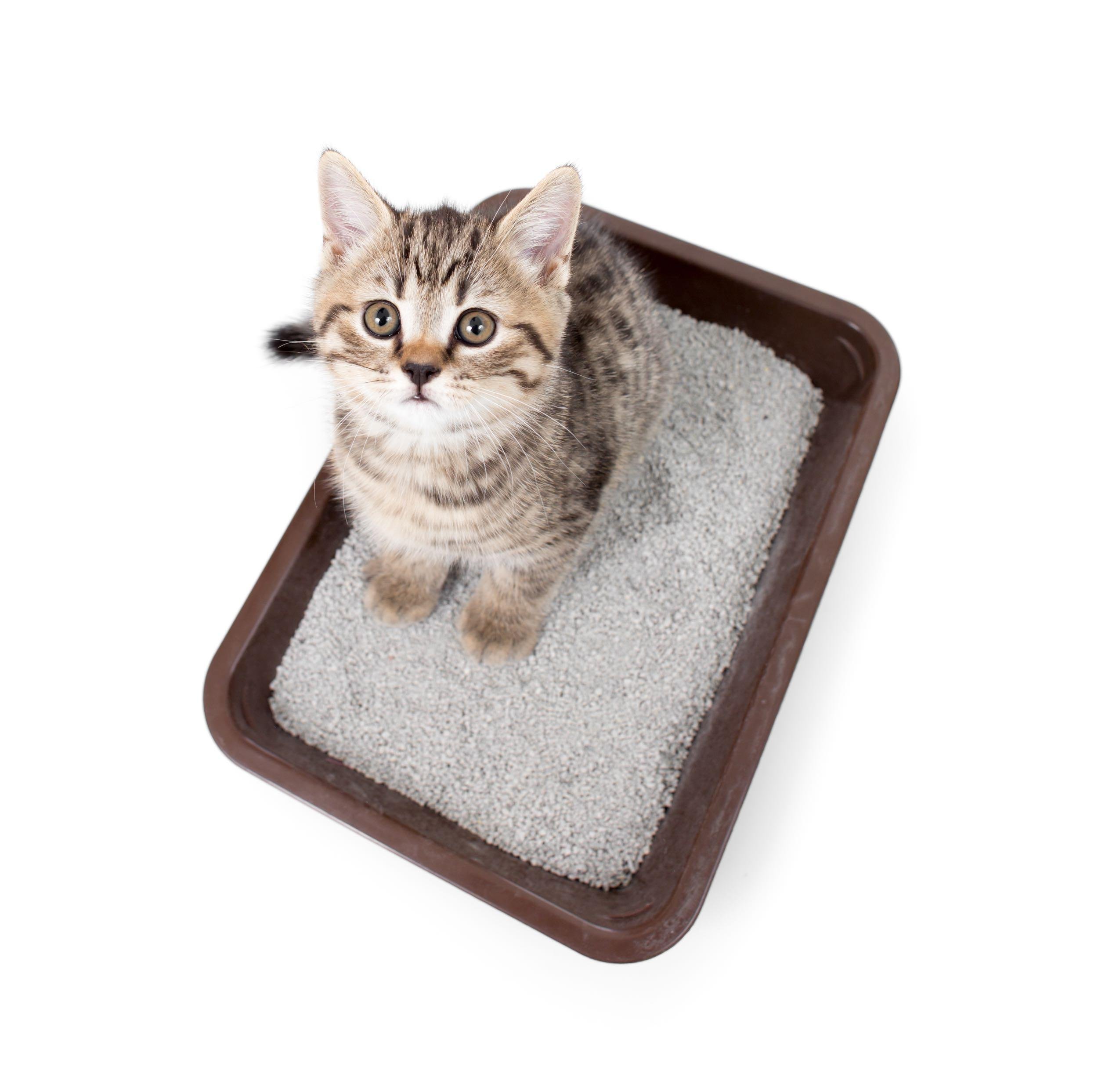 HIDE SIGNS OF PETS