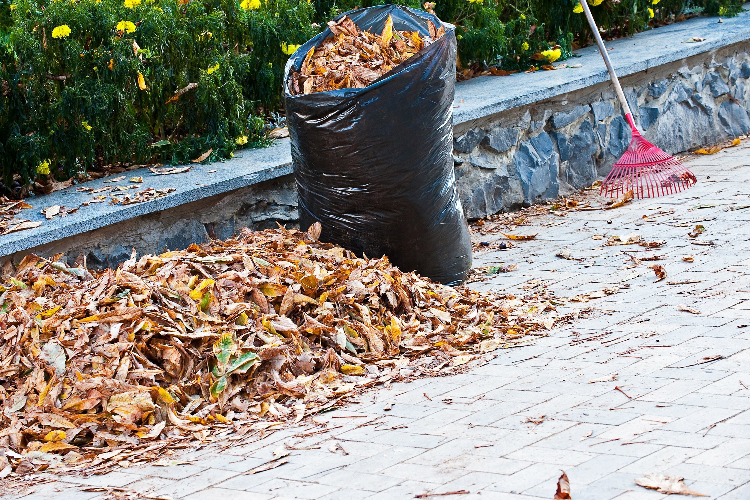 cleaning of autumn leaves with a bag of leaves