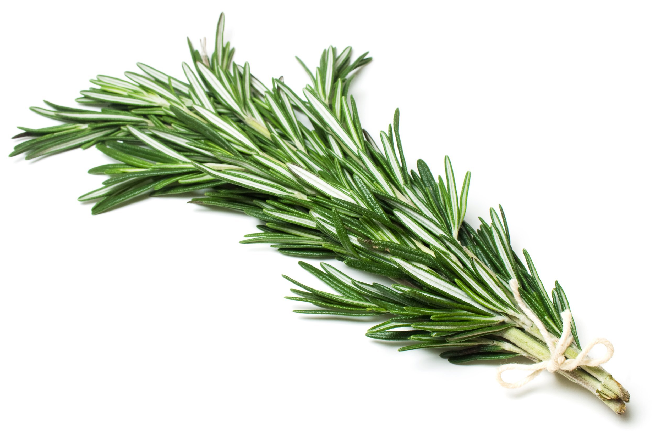 bundle of rosemary