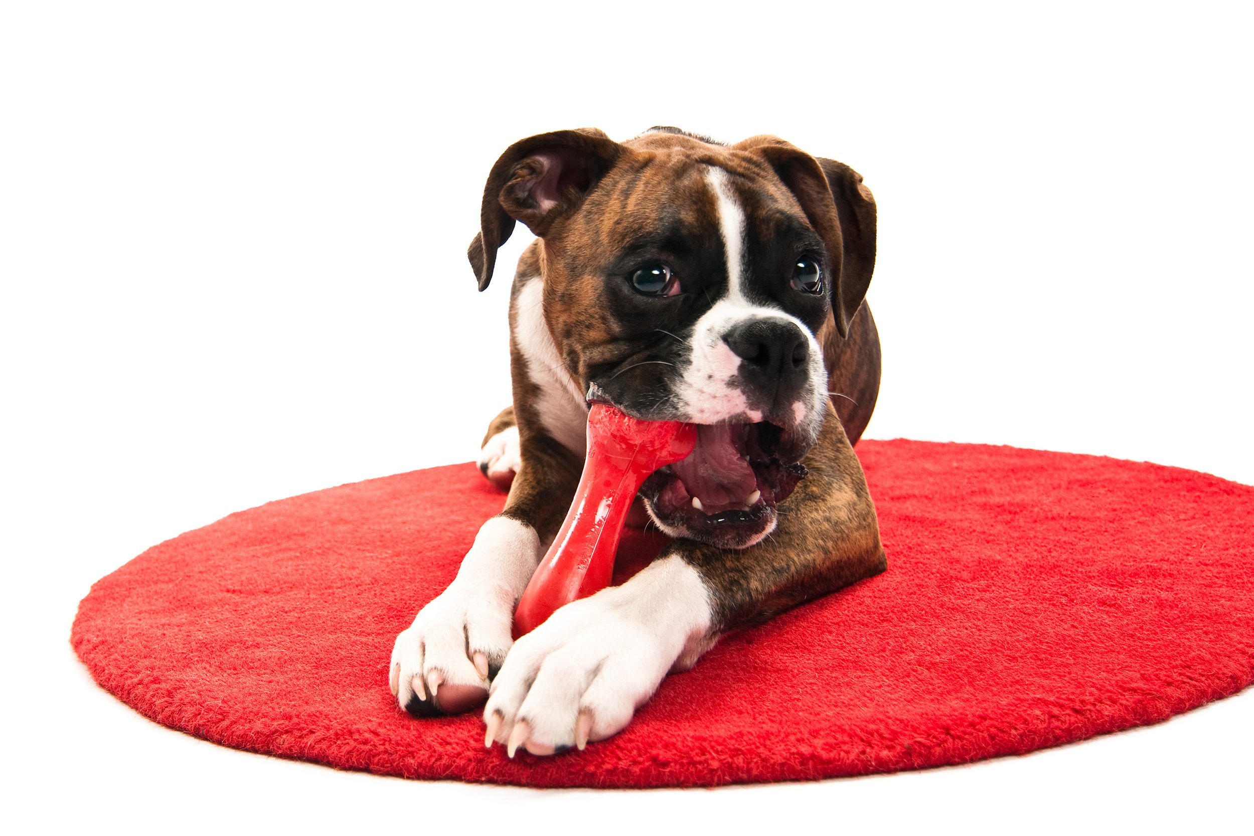 Boxer puppy chewing toy on red rug