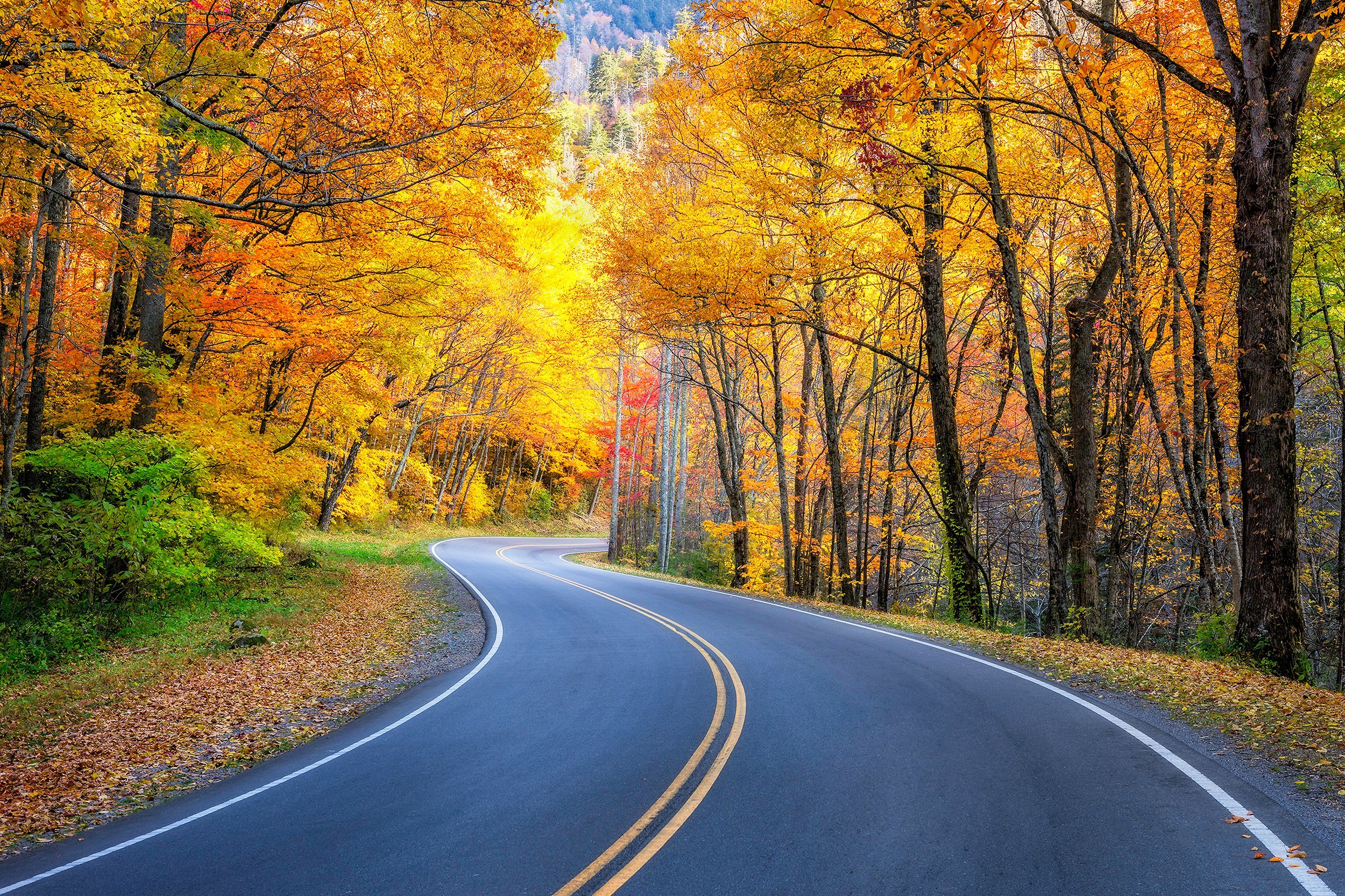 roadway and fall foliage in the Great Smoky Mountains National Park