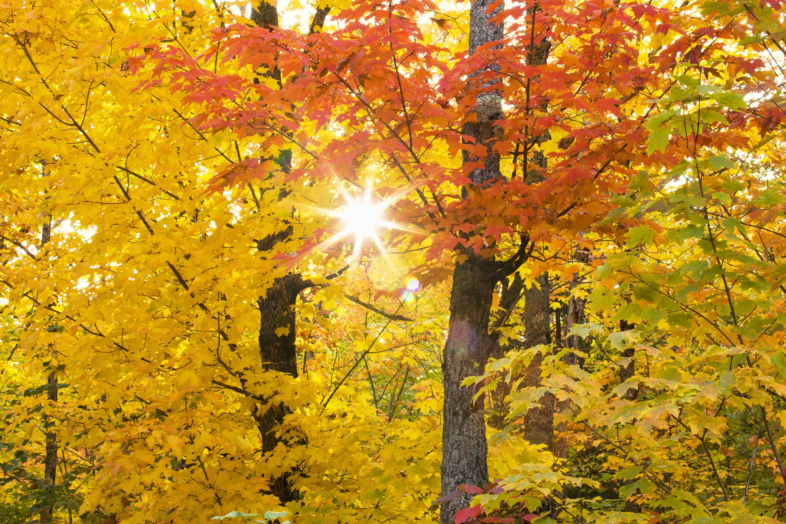 colorful fall trees in northern Minnesota