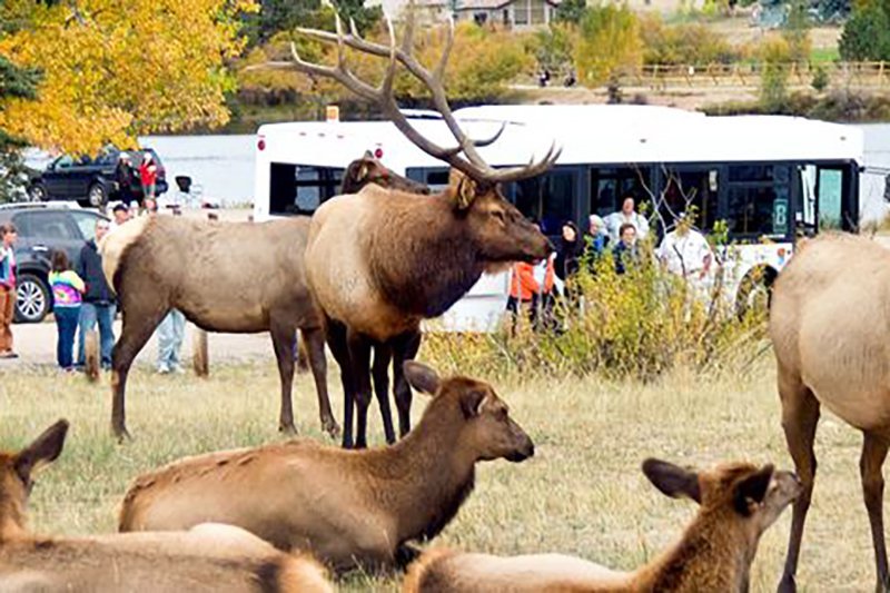 Estes Park Elk Fest