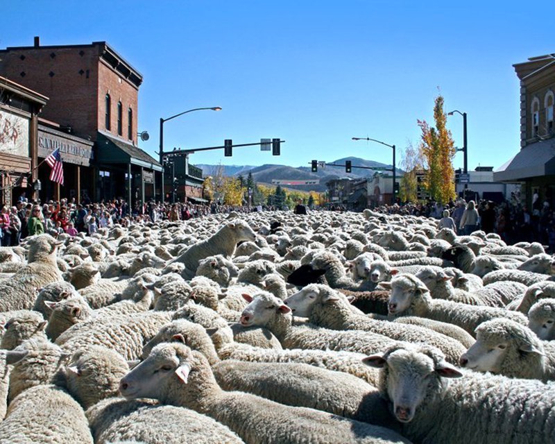 Trailing of the Sheep Festival in Ketchum