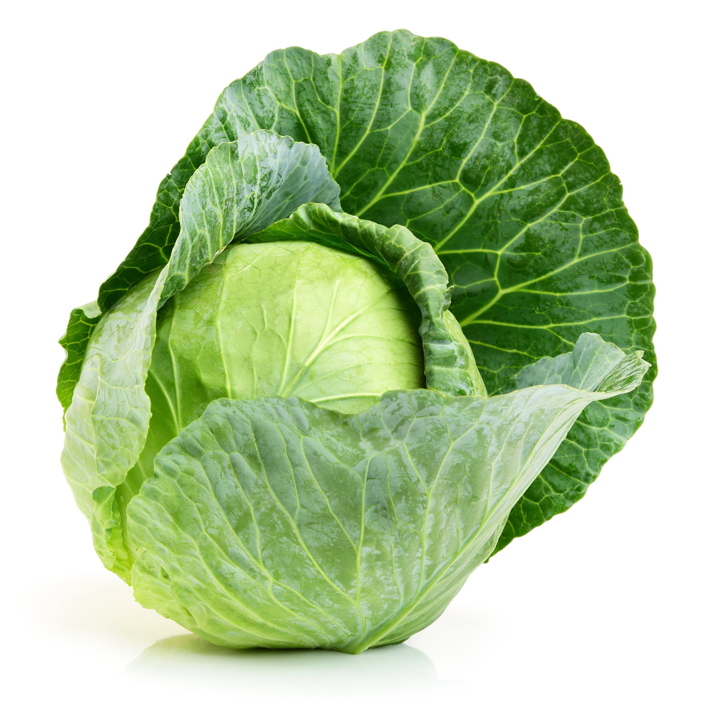 head of cabbage