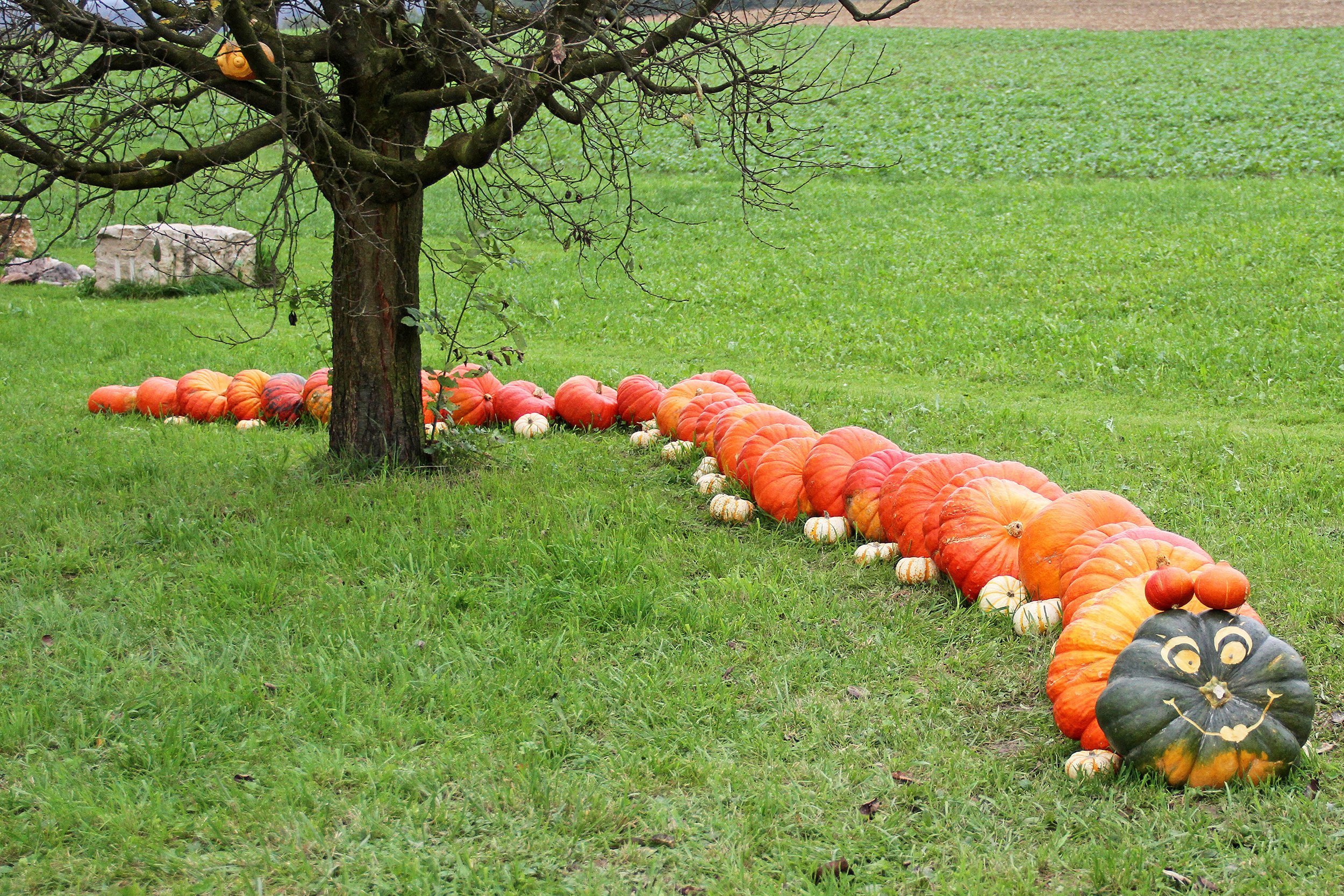 pumpkin centipede in yard