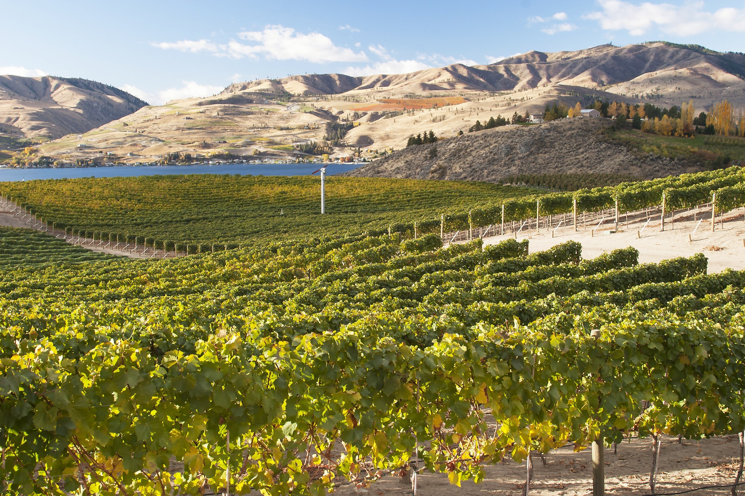 vineyard landscape in Tri-Cities Region, Washington
