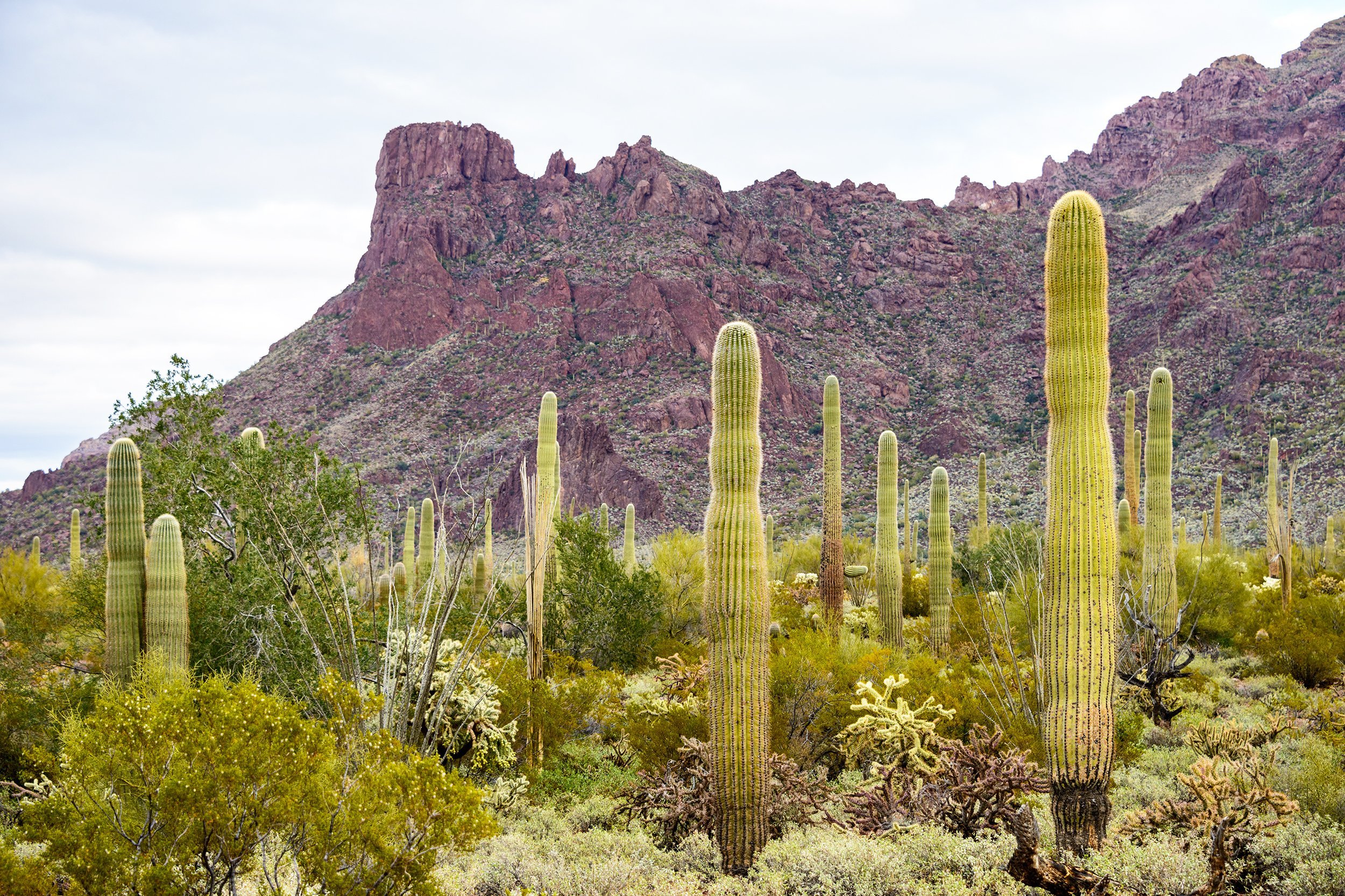 Organ Pipe Cactus National Monument near Yuma, Arizona