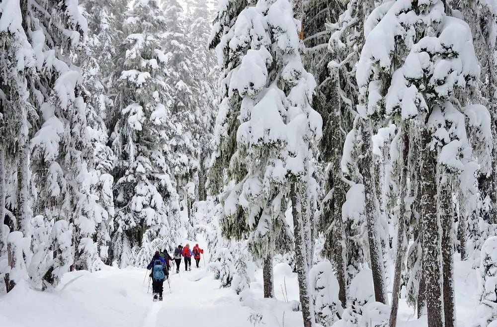 Six people in hiking gear walking through a forest after a snow storm