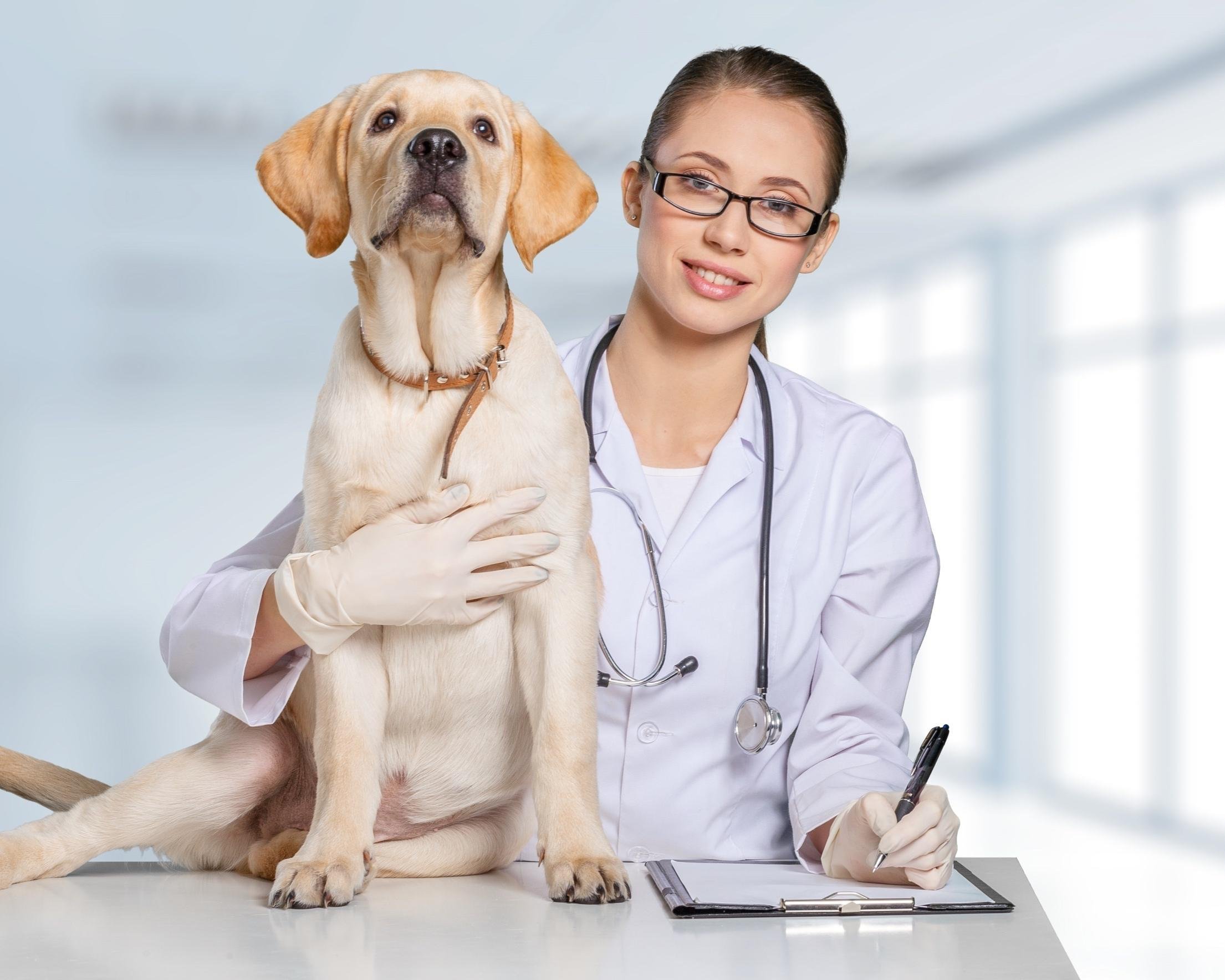 veterinarian with dog