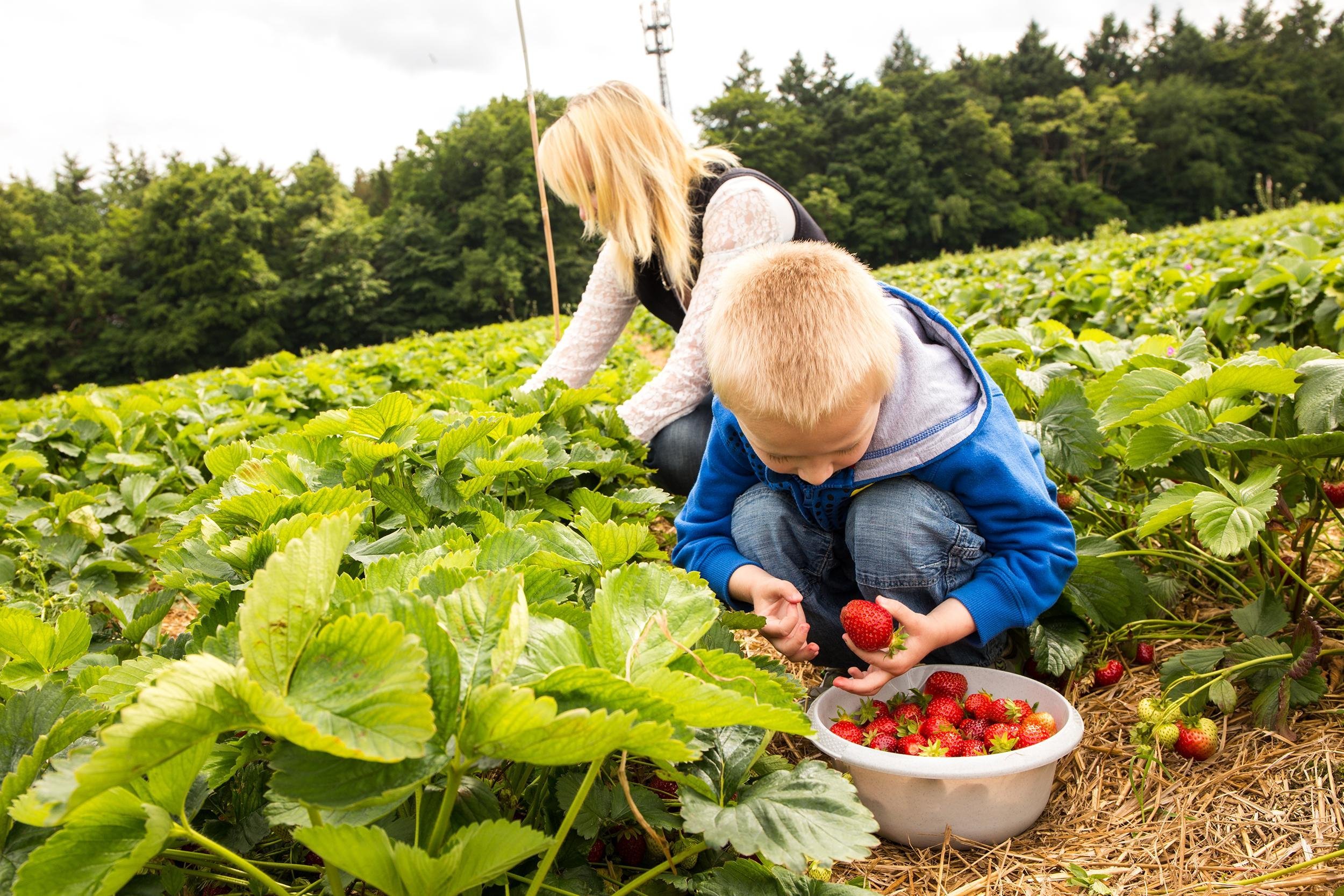 PICK PRODUCE
