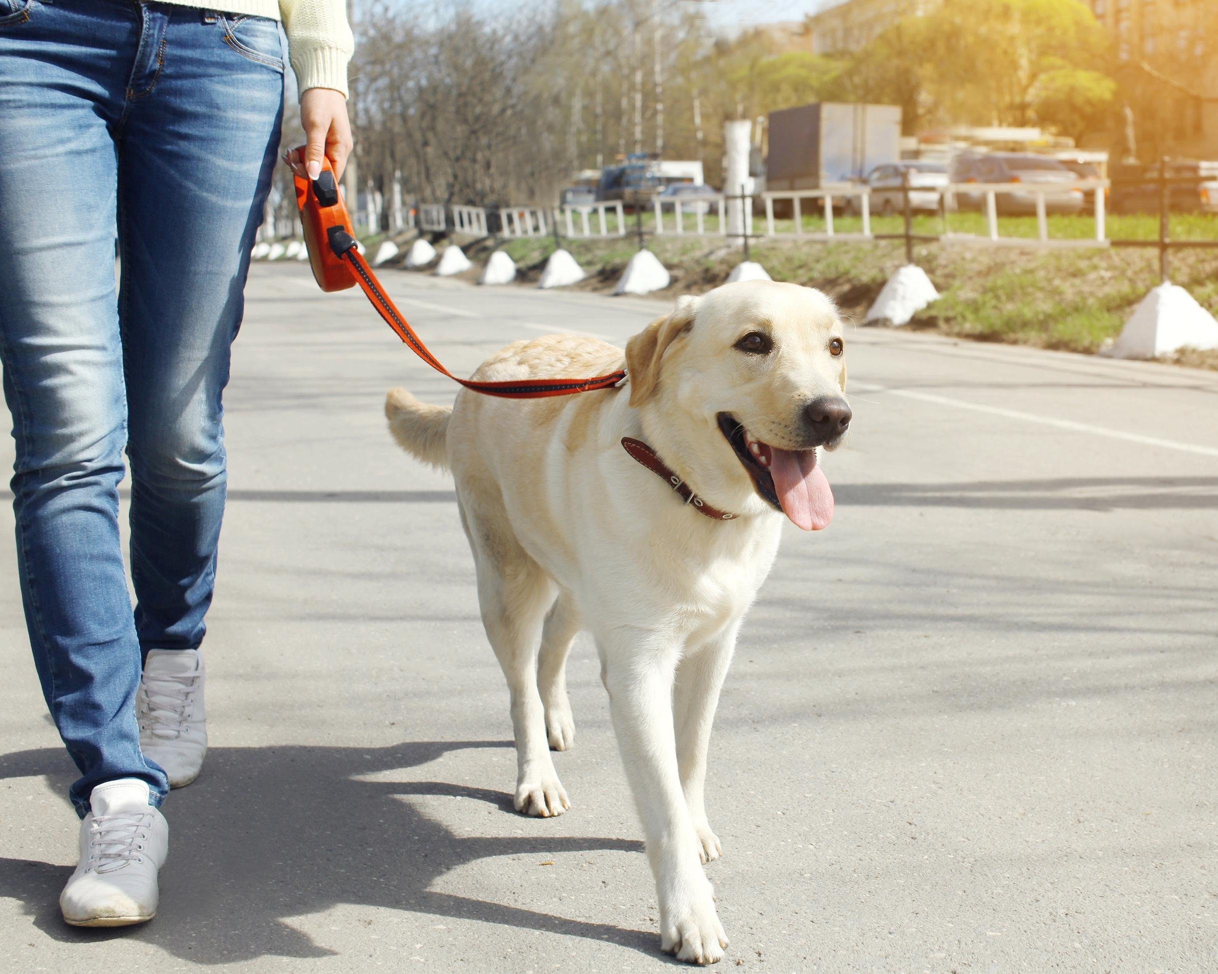 owner and labrador retriever dog walking in the city