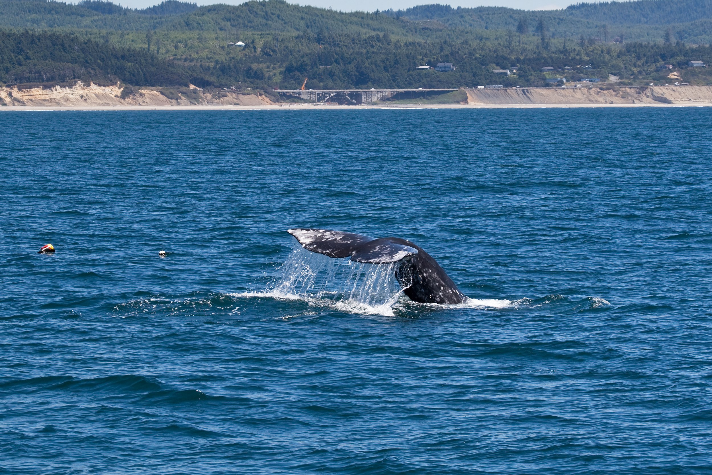 grey whale watching off the coast of Oregon