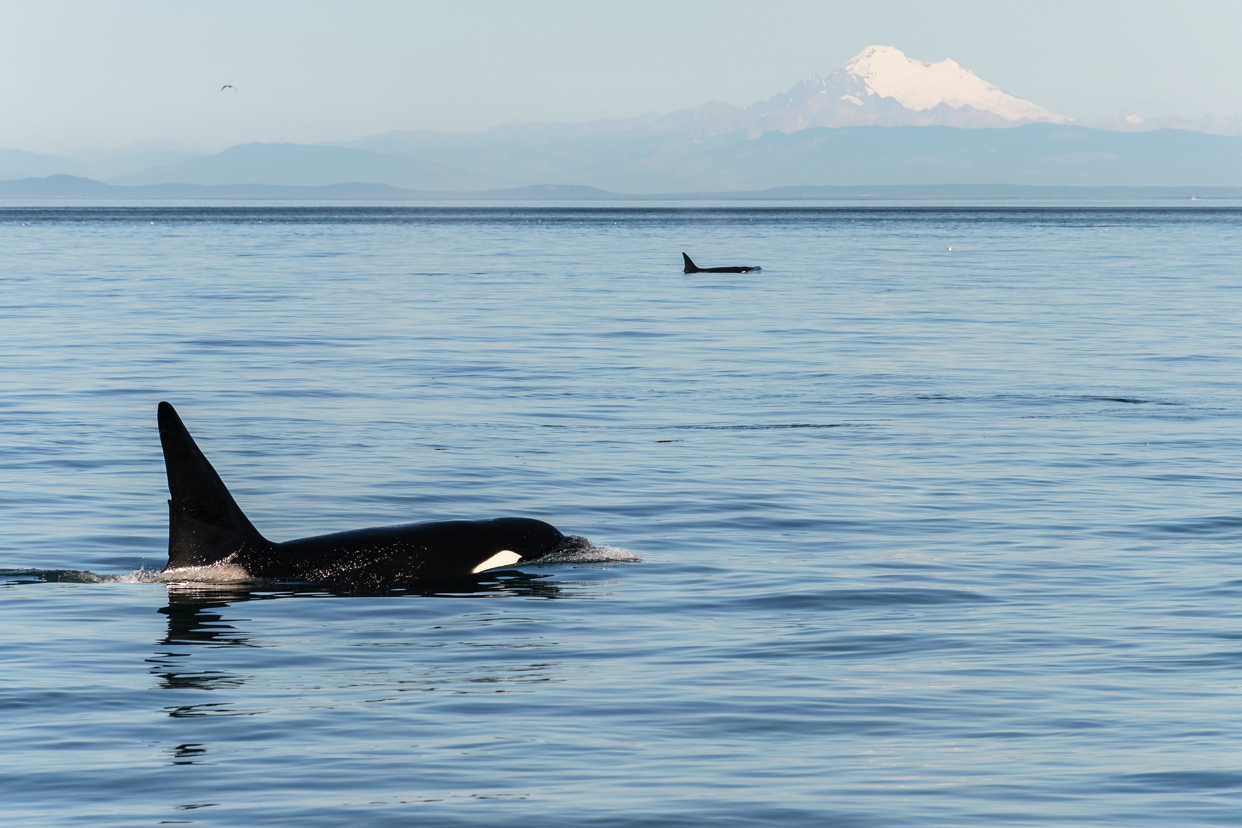 killer whale watching off the coast of Washington State
