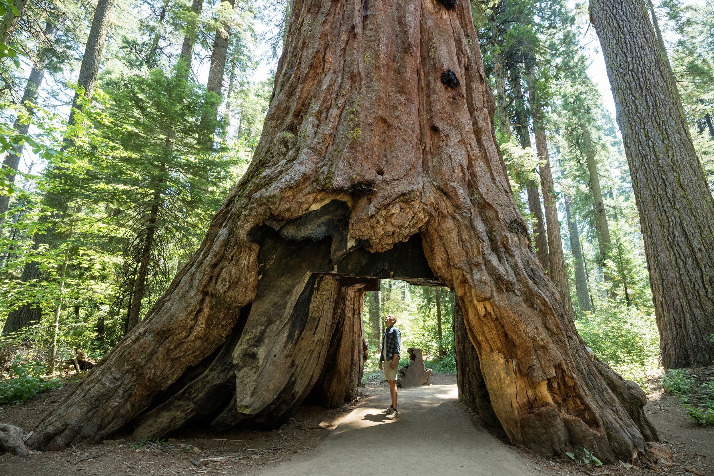 man standing looking at giant big redwood tree in Redwood National Park, California
