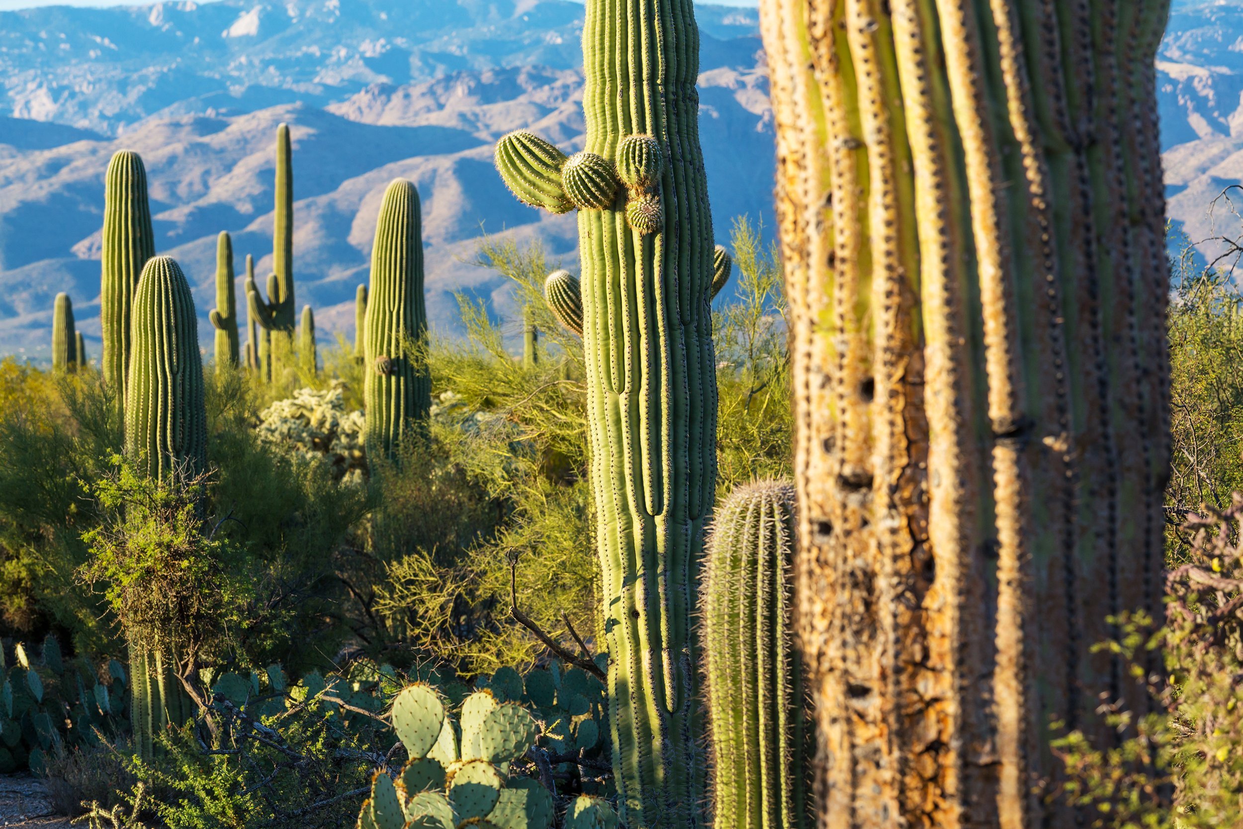 Saguaro National Park, Arizona