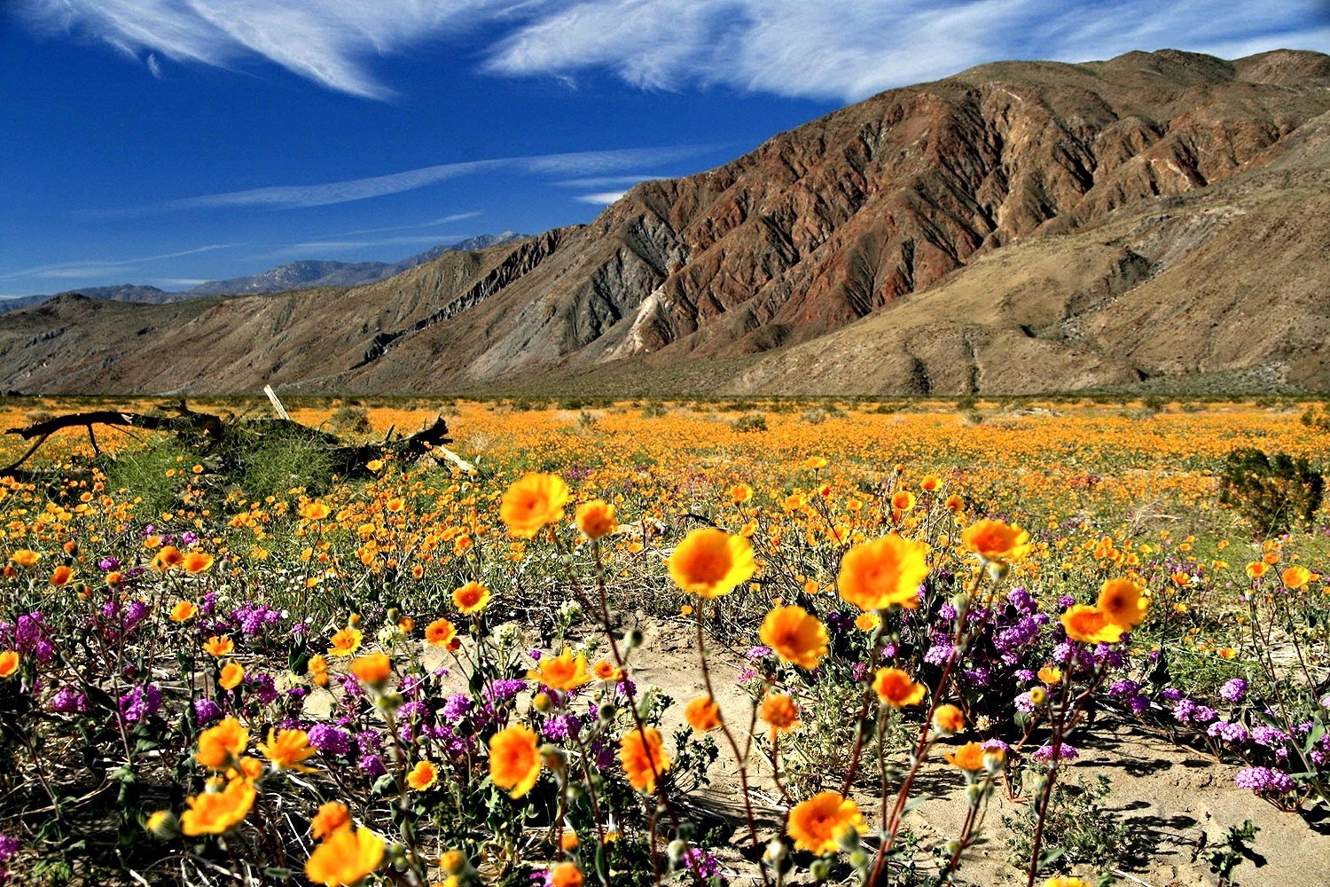 Anza-Borrega Desert State Park, California