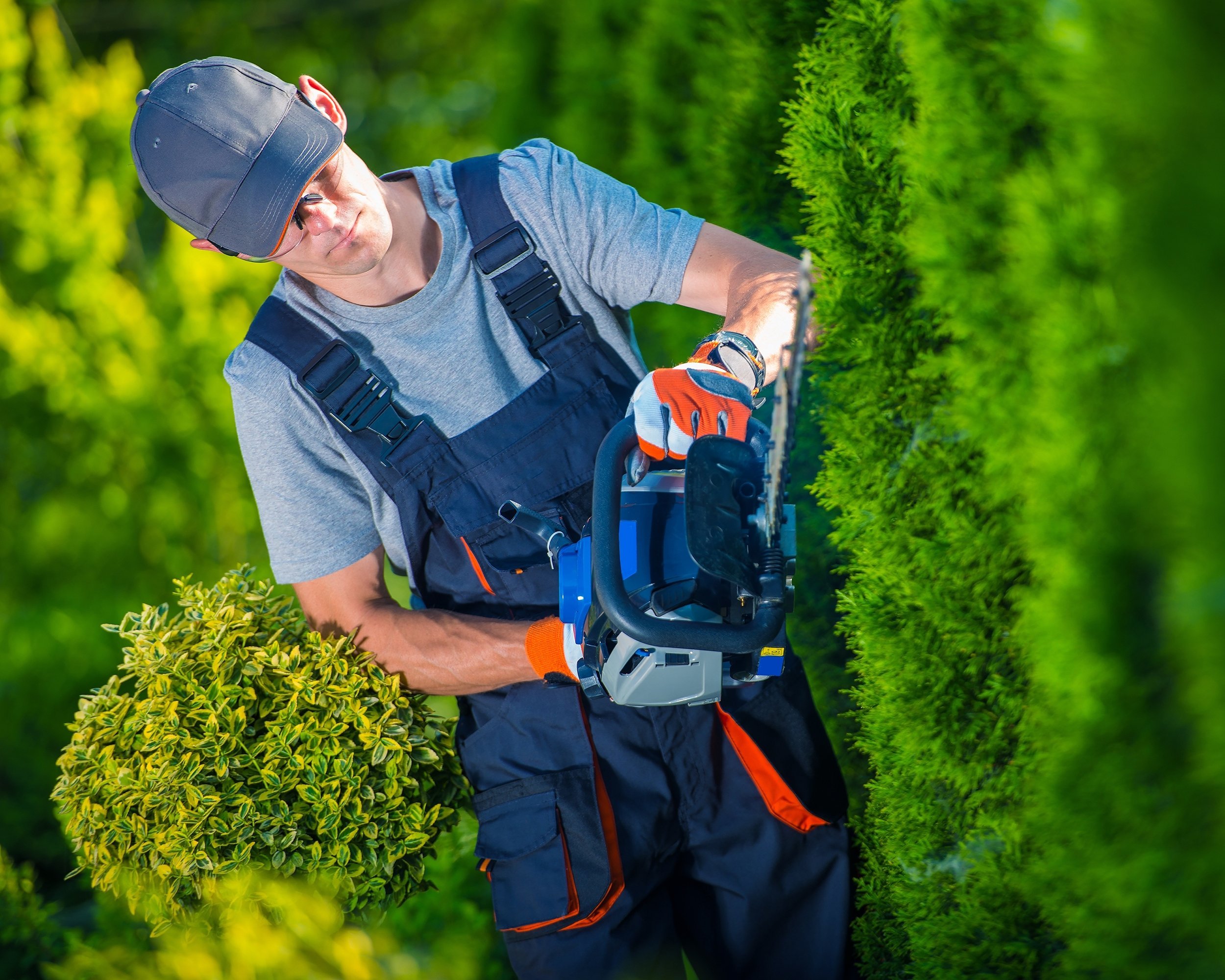 professional landscaper with gasoline hedge trimmer shaping wall of Thujas