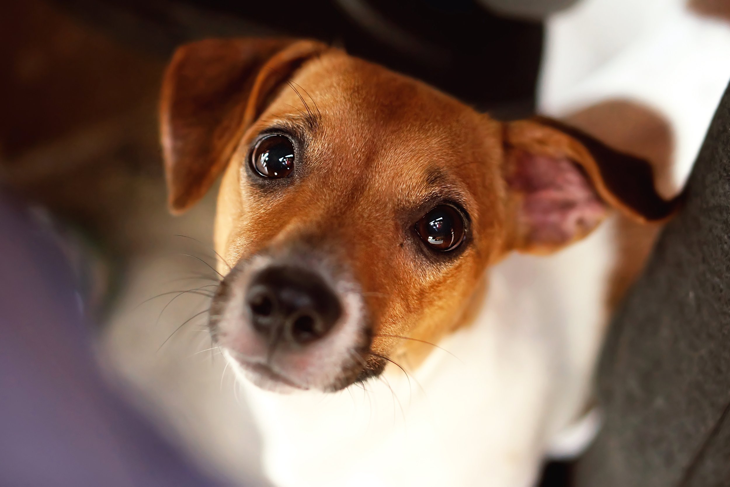 cute Jack Russell Terrier dog looking straight at you