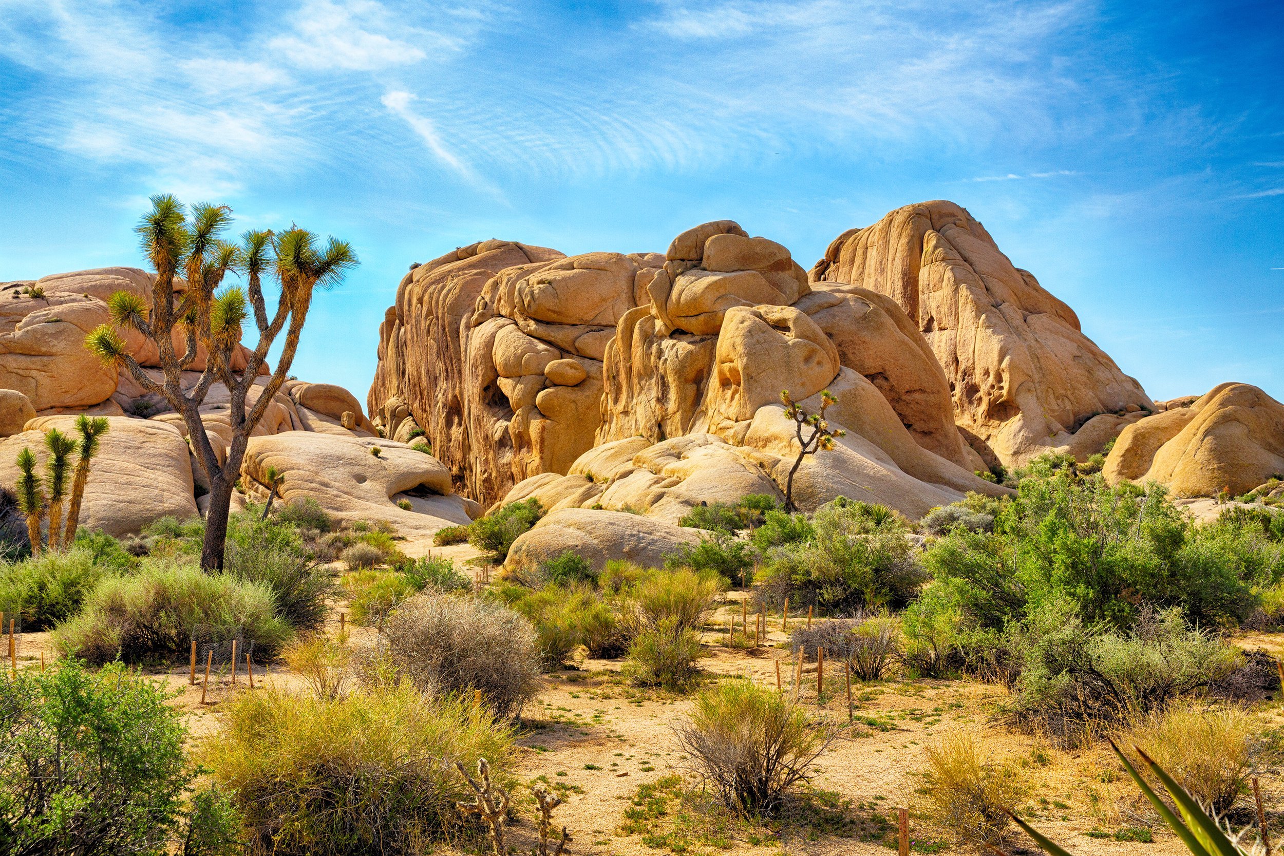 Joshua Tree National Park near Palm Springs, California
