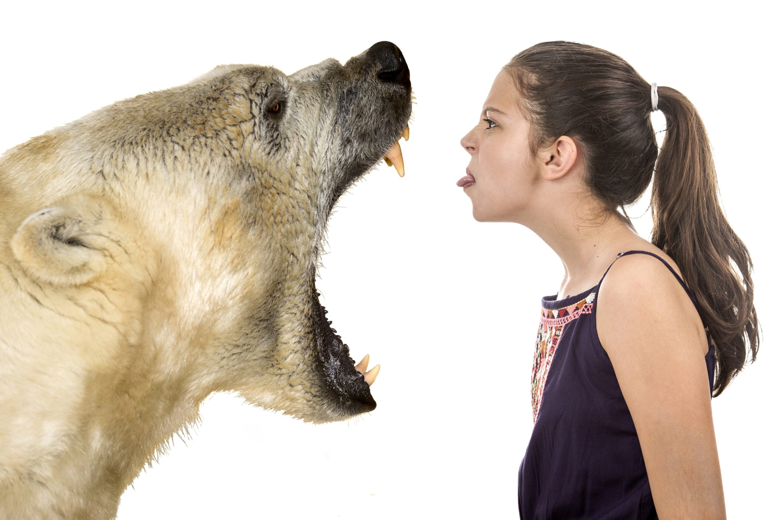 girl sticks her tongue out, inches from the wide open mouth of a growling polar bear