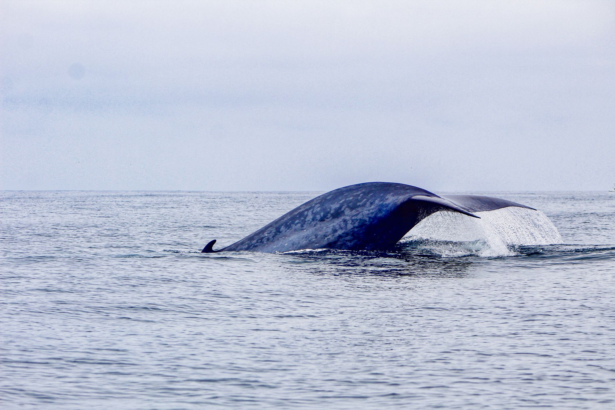 blue whale, Dana Point, California