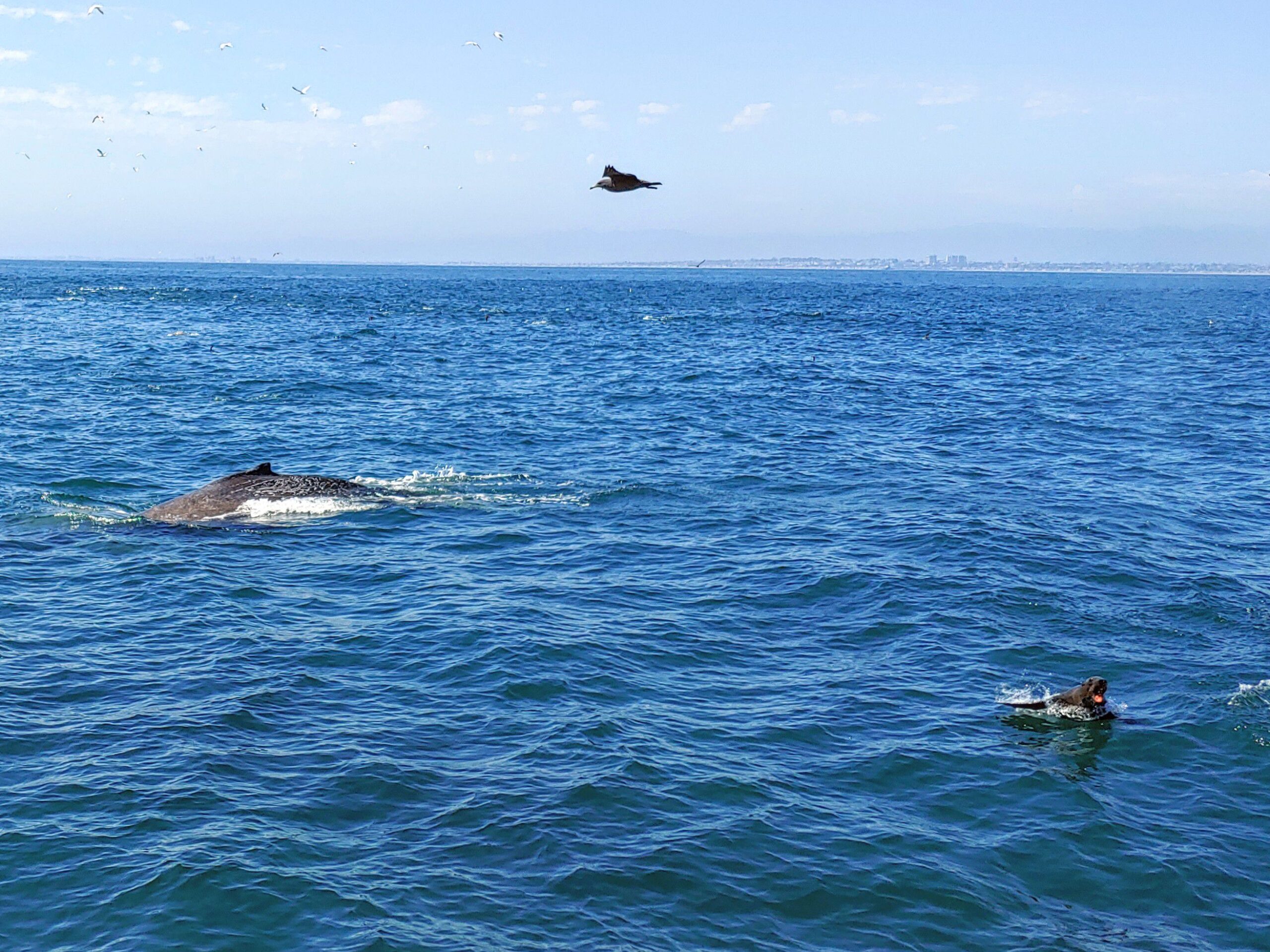 Humpback whale, seagull and sea lion off the coast of Newport Beach, CA.