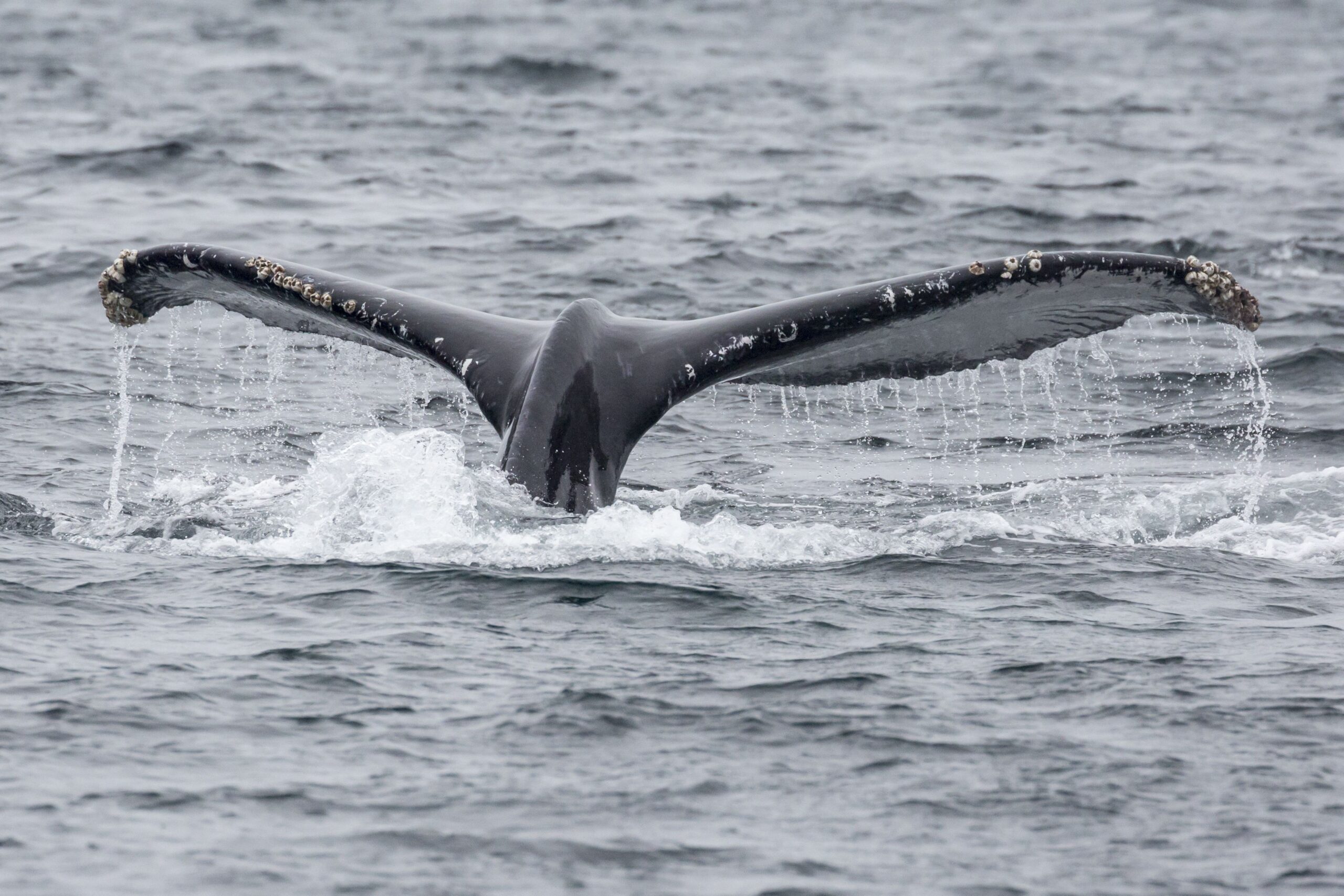 A wild humpback whale in the waters outside of Channel Islands National Park off the coast of California.