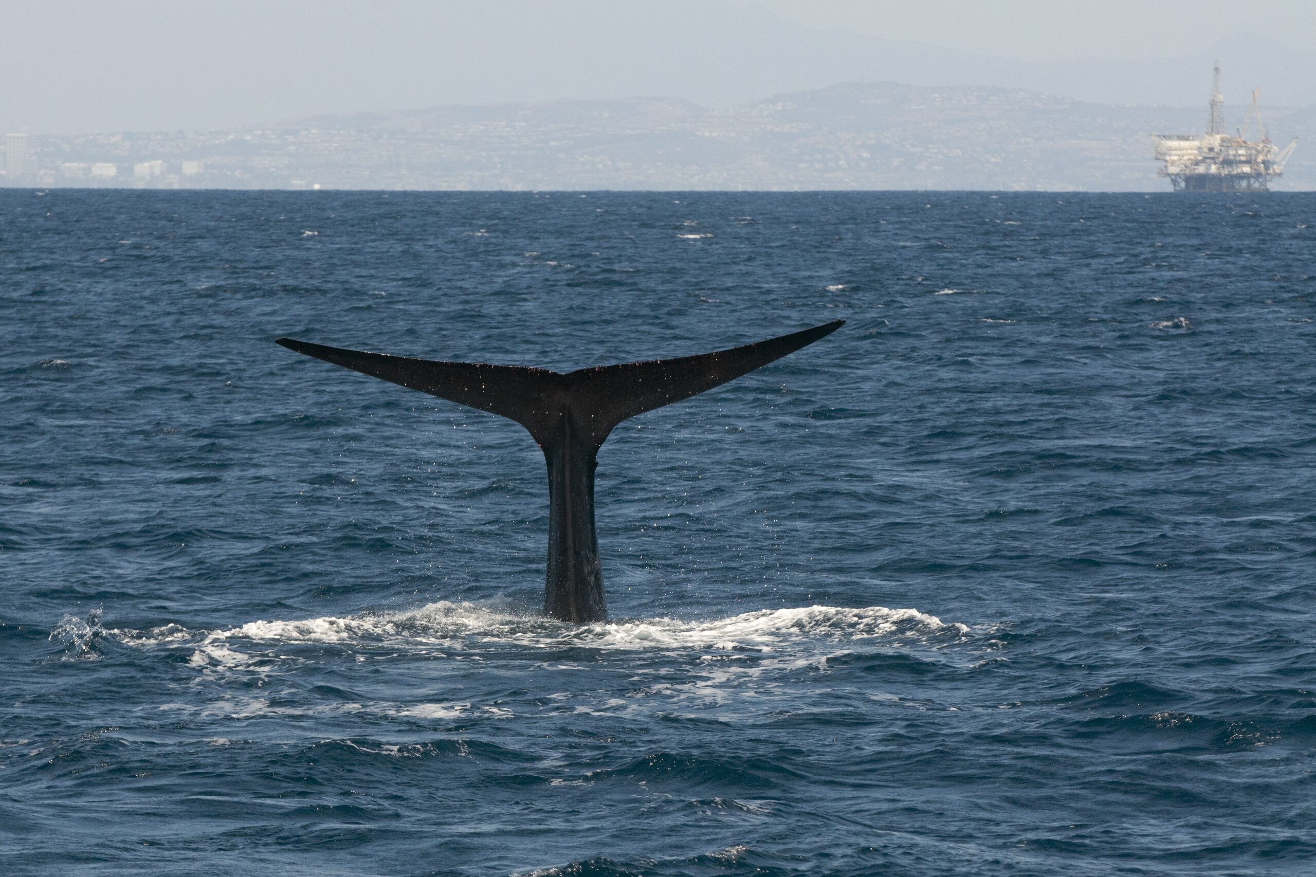 blue whale fluke off coast of Long Beach, California