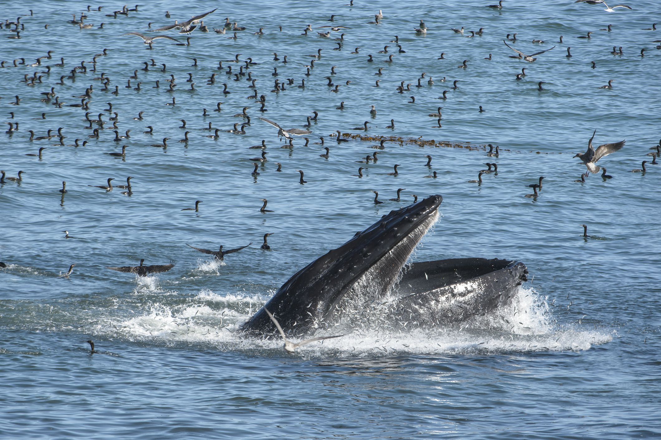 Humpback whale, lunge feeding in a anchovy rich cove, along the Central Pacific Coast off the coast of Santa Cruz, California.