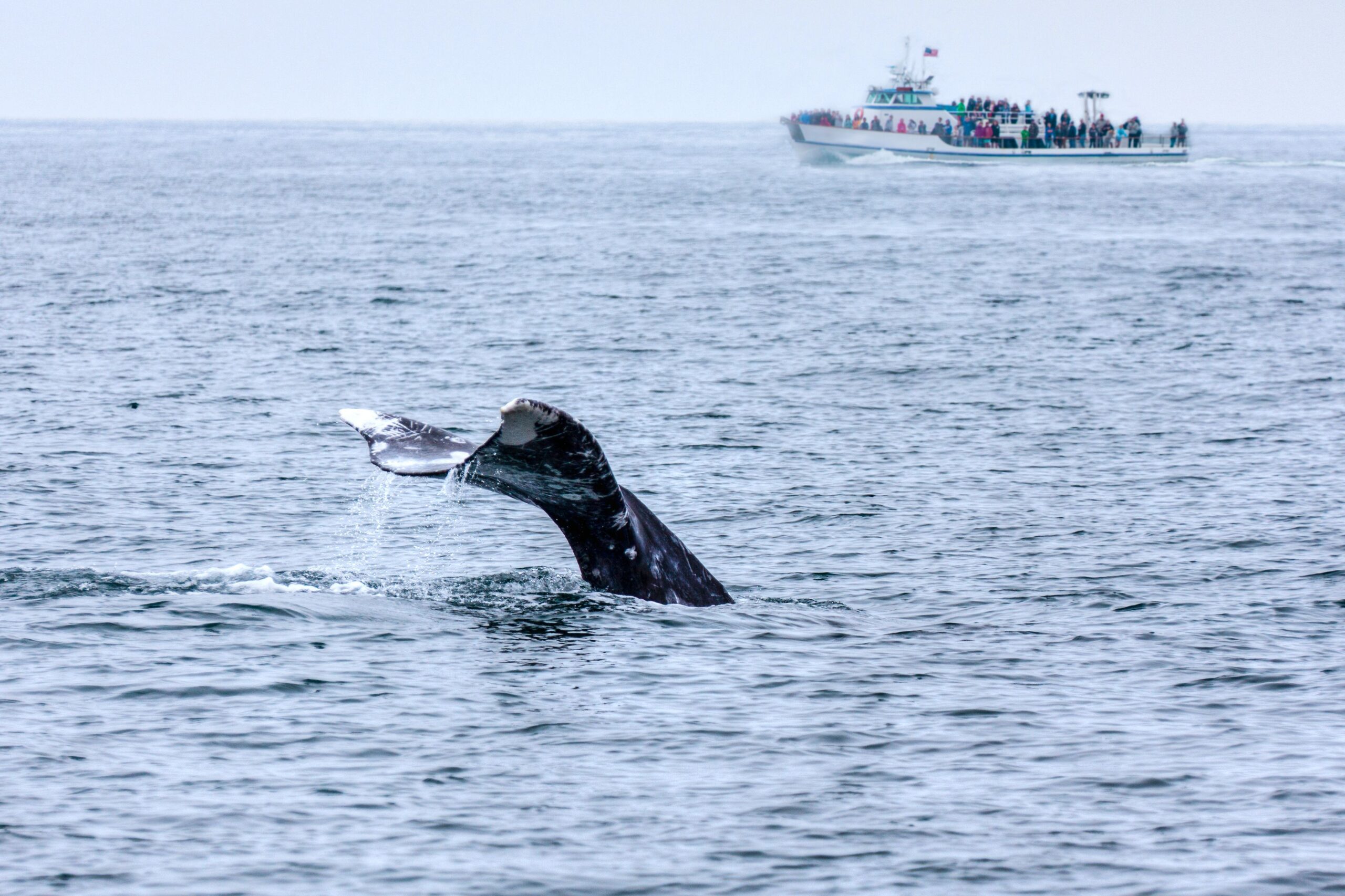 The tail of a gray whale emerged out of the water as tourists watched from a boat in the Pacific Ocean just off the coast of Southern California.