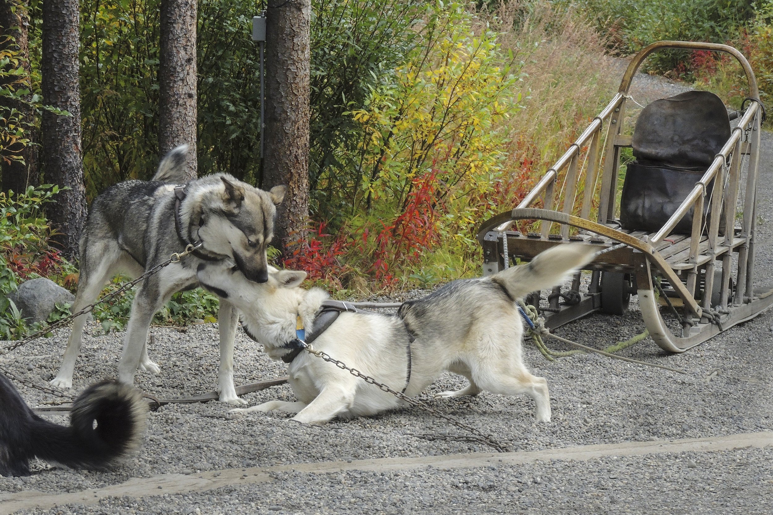 Denali National Park, Alaska maintains a kennel of sled dogs which during the summer provide demonstrations for park visitors
