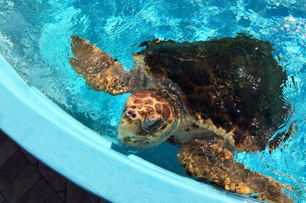 Earth Day at Loggerhead Marinelife Center in Juno Beach, Florida