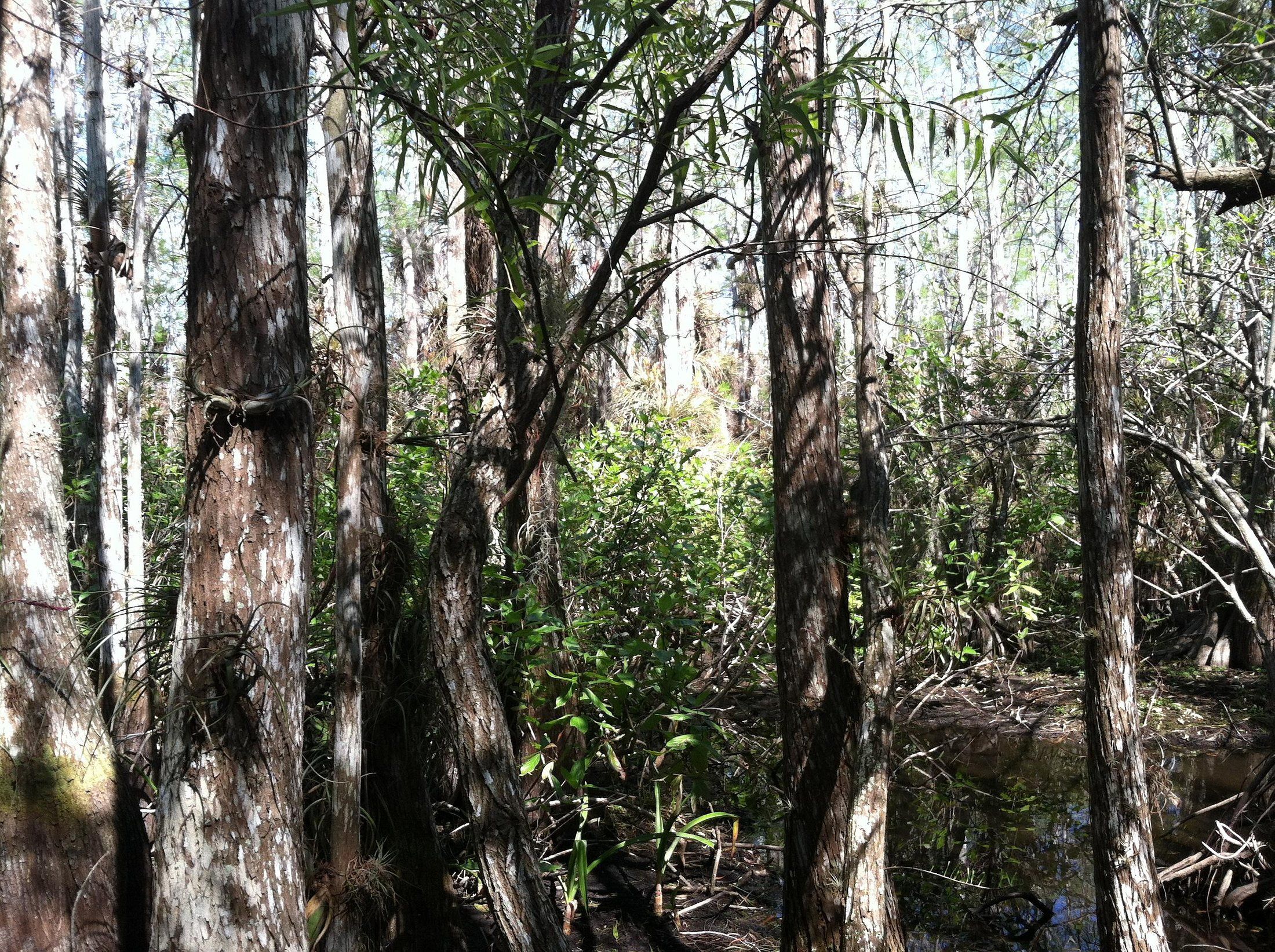 Slough Slog, Everglades, Florida