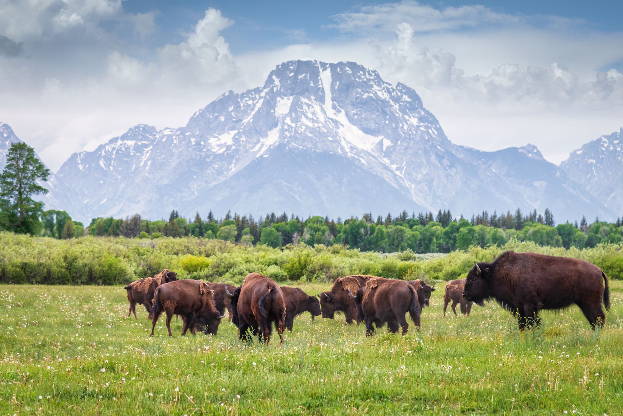 Herd of Buffalos grazing on green meadow in front of the Grand Teton Glaciers Mountain Range in summer under beautiful cloudscape. Grand Teton National Park, Wyoming