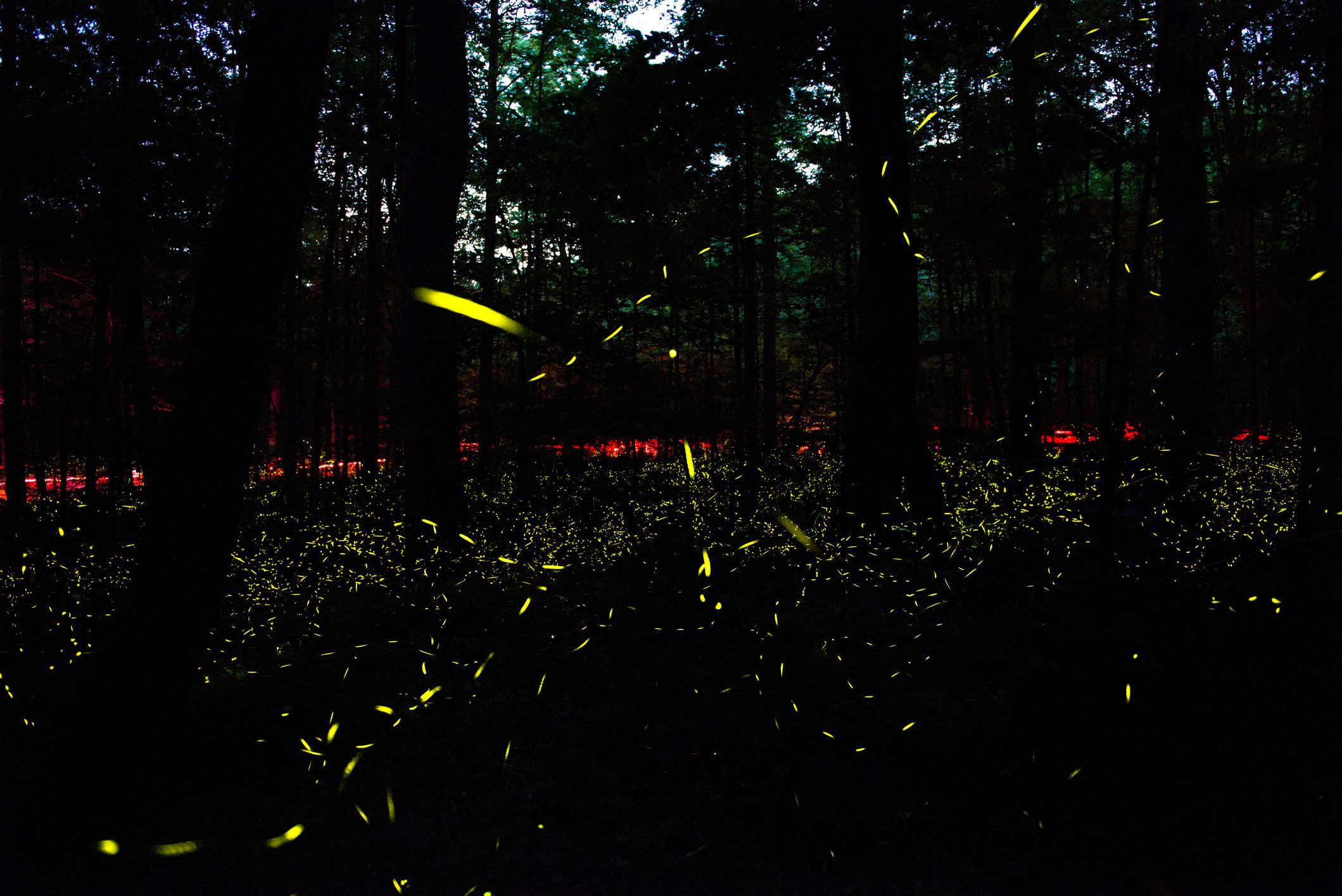 Synchronous fireflies in Great Smoky Mountains National Park, Tennessee