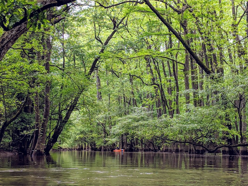 Canoe Tour in Congaree National Park, Hopkins, South Carolina