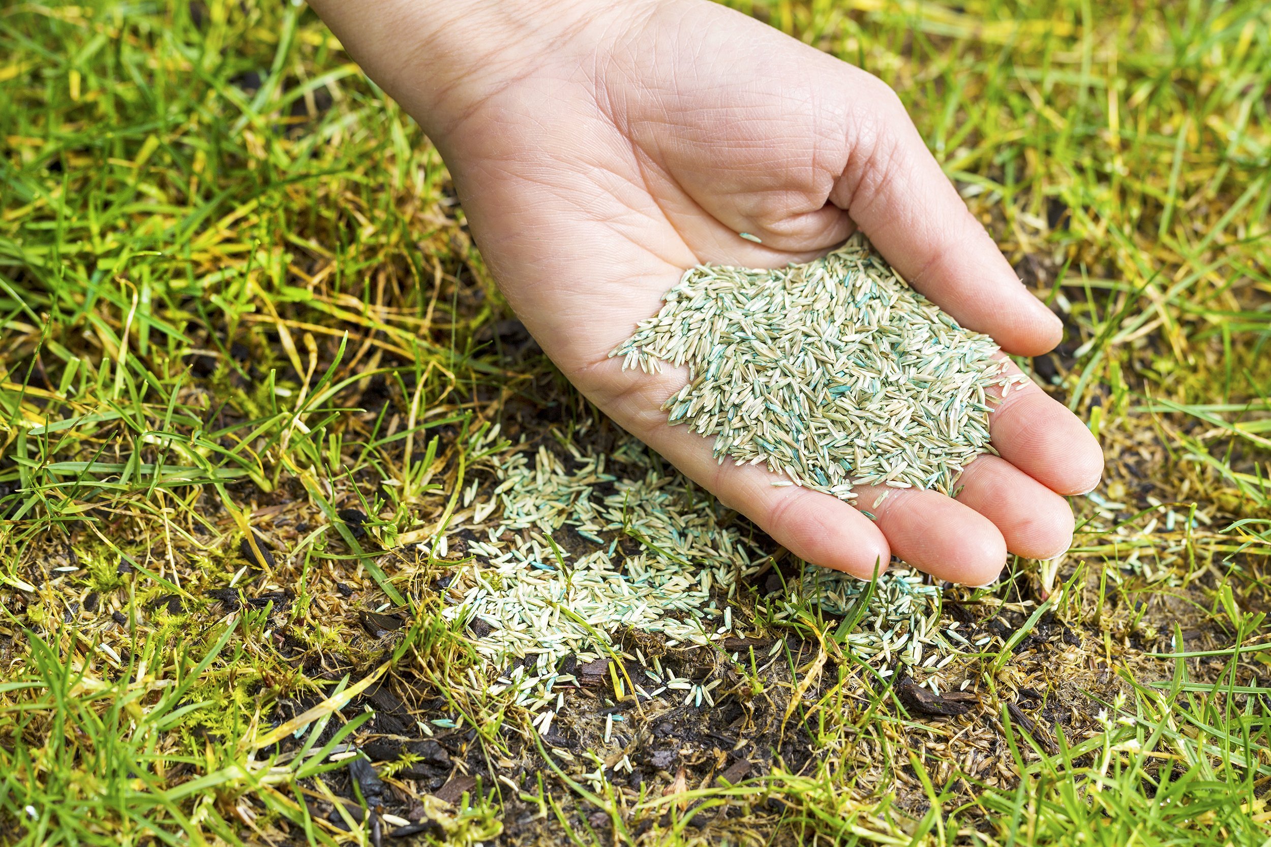 female hand holding new grass seed with bare earth soil and old grass
